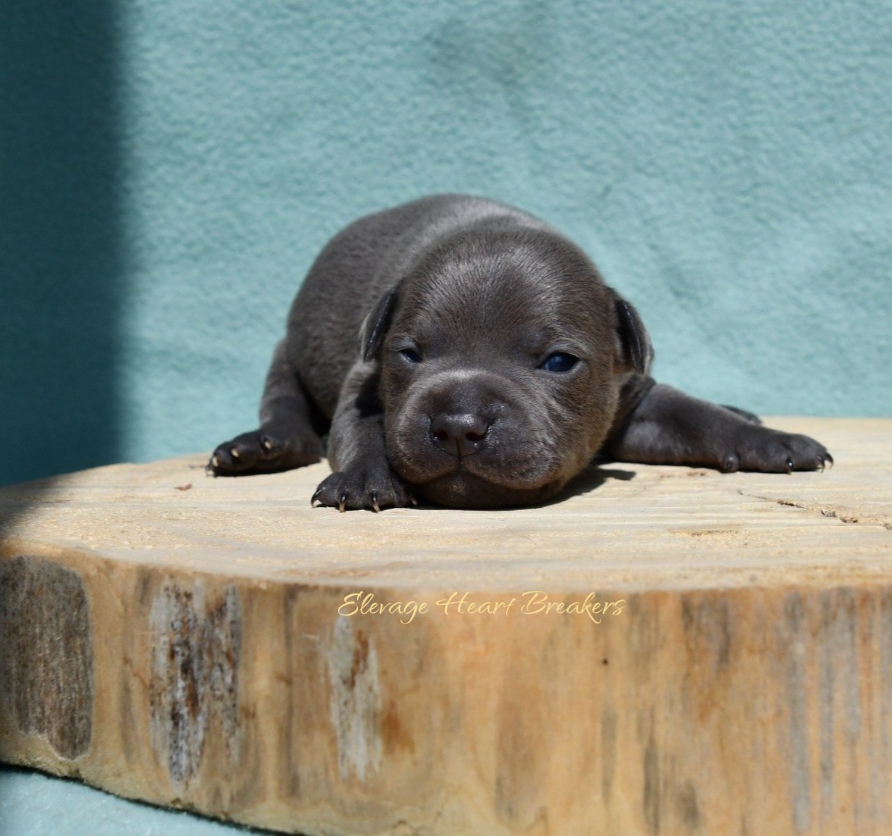 Ares
