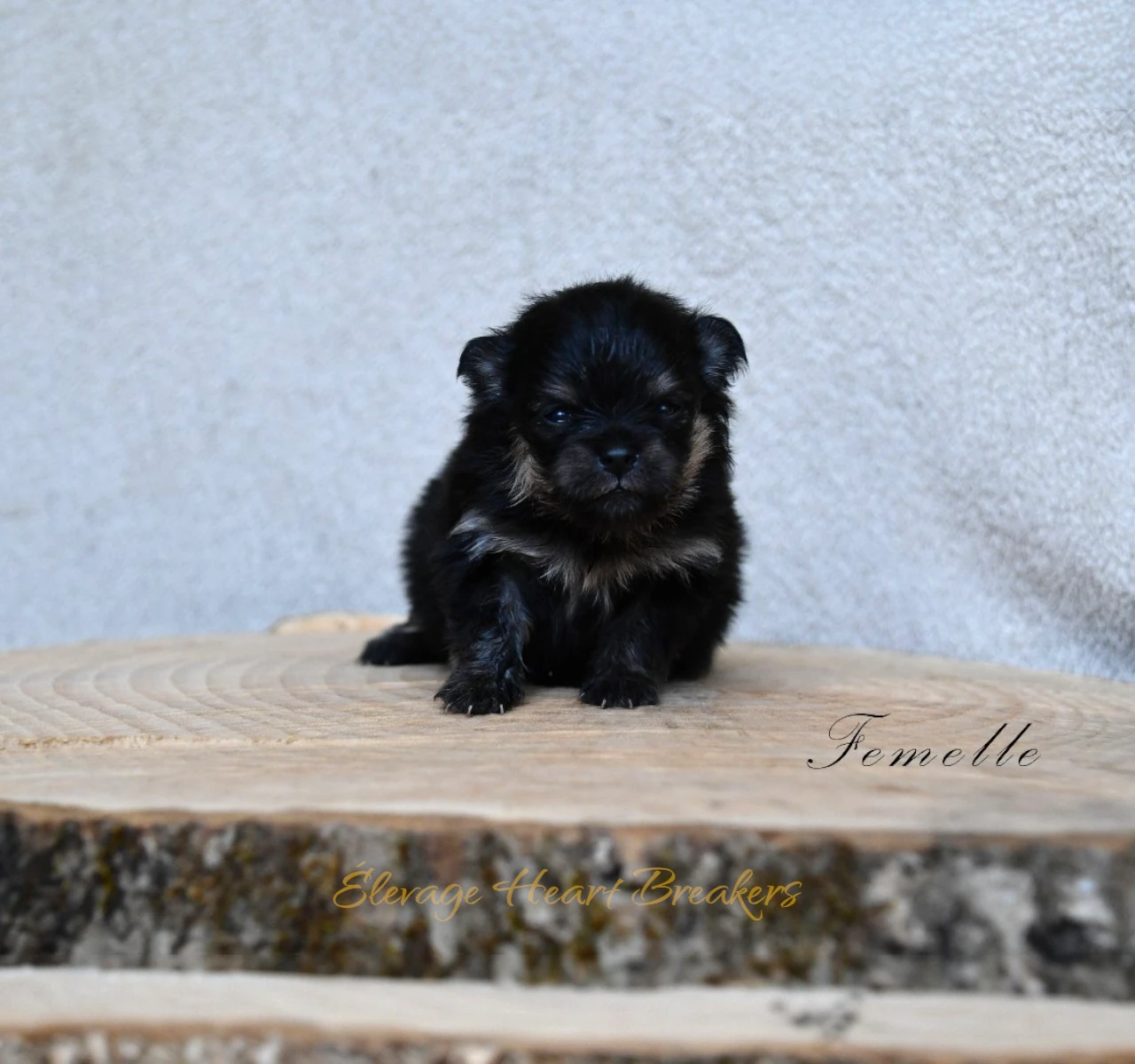 Photo de Alaïa Chiot femelle Spitz nain Pomeranien noir et feu assise sur son rondin de bois - élevage professionnel de Pomeranien miniatures crée par Heart Breakers