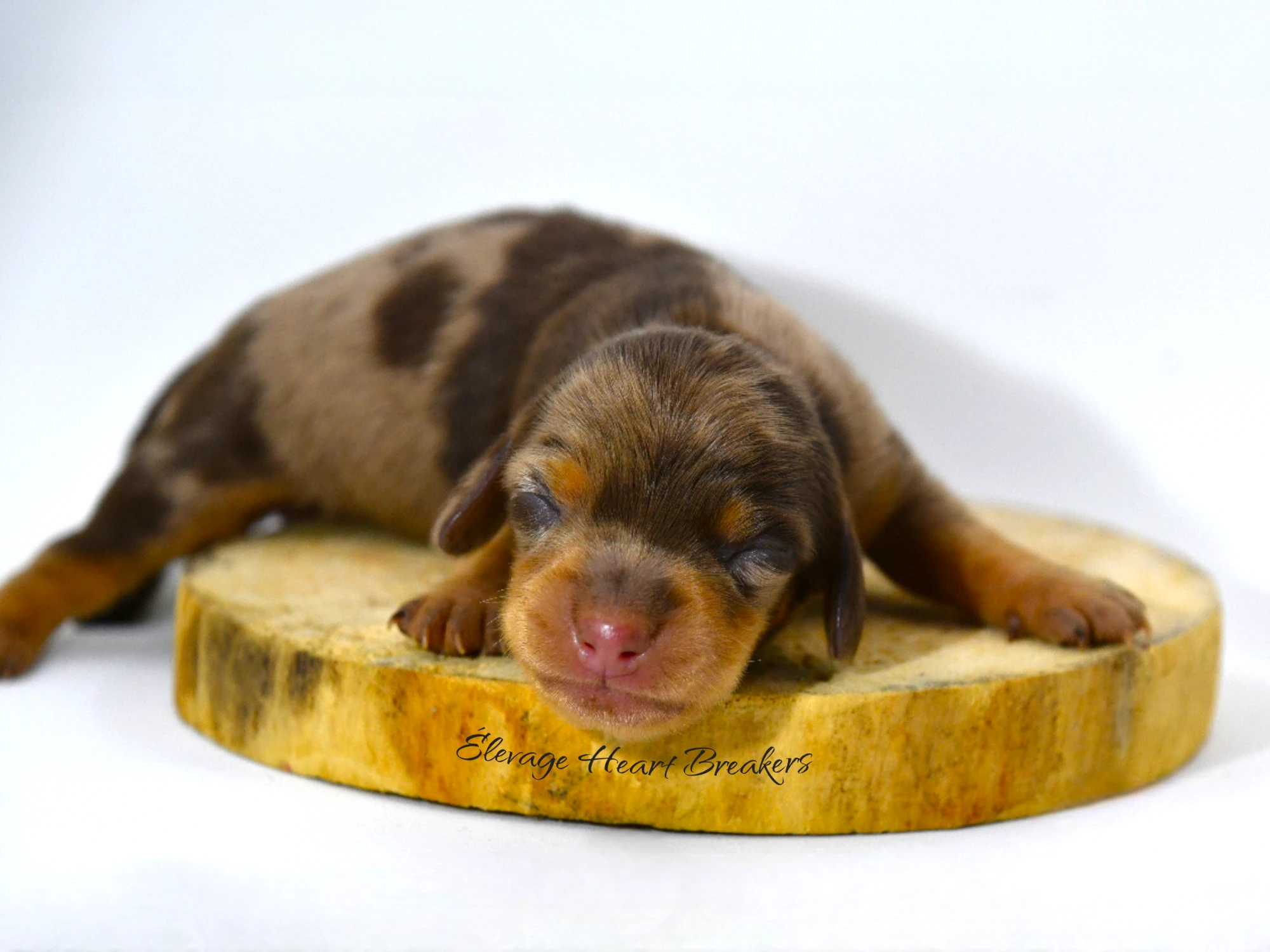 Chiot Femelle Teckel au Lof allongée sur un rondin de bois orientée vers la gauche crée par Heart Breakers