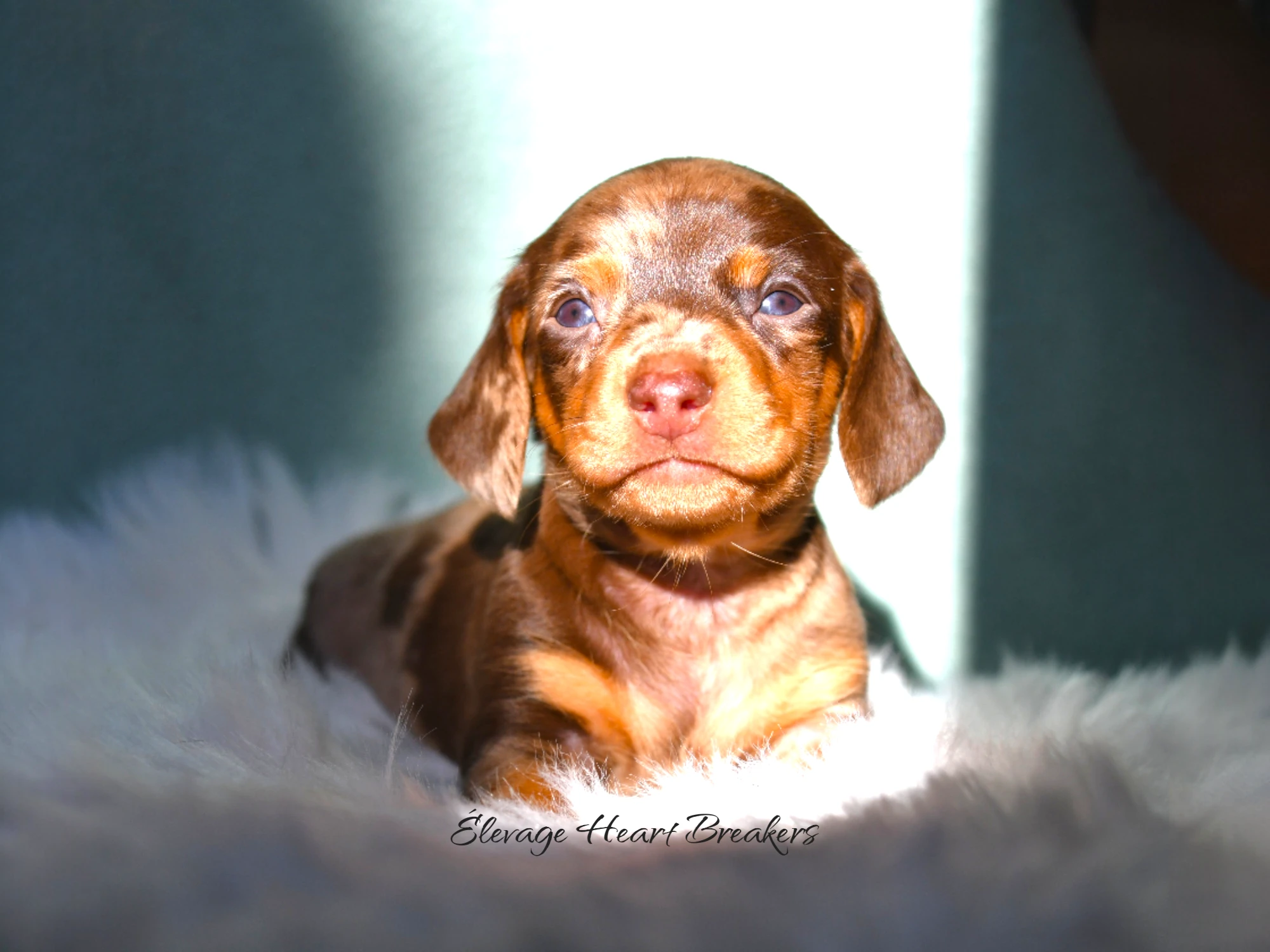 Chiot Femelle Teckel Lof de couleurs arlequin chocolat allongée dans son panier en plumes crée par Heart Breakers