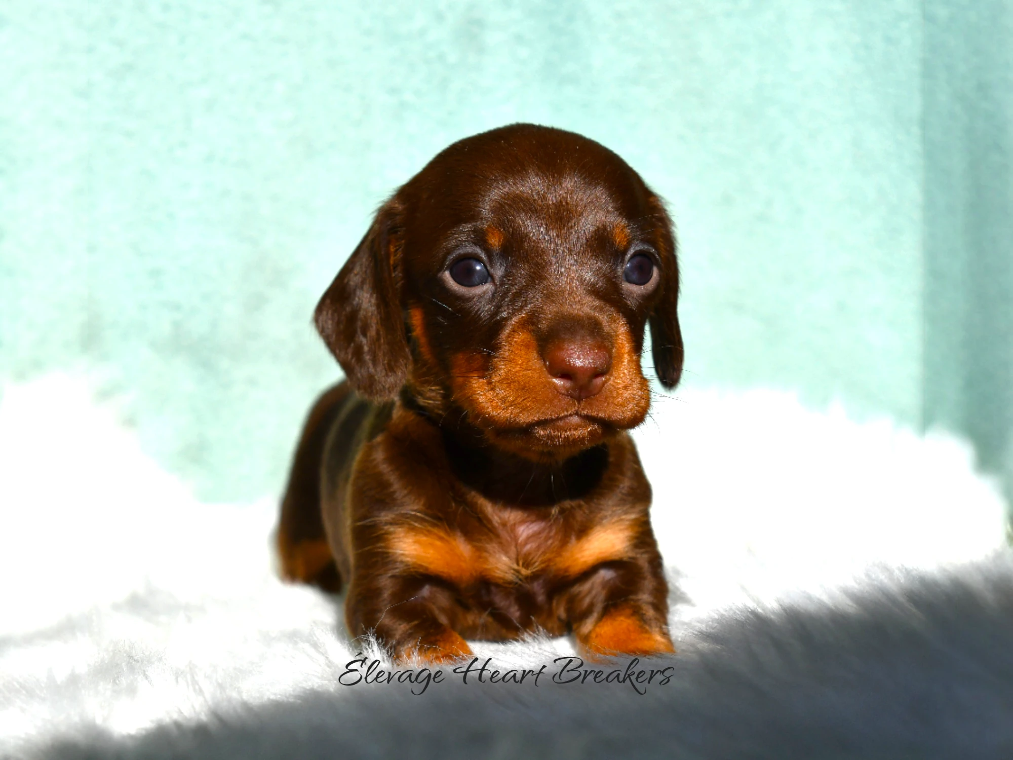 Chiot Femelle Teckel Lof de couleurs Chocolat Et Feu allongée dans son panier à plumes crée par Heart Breakers