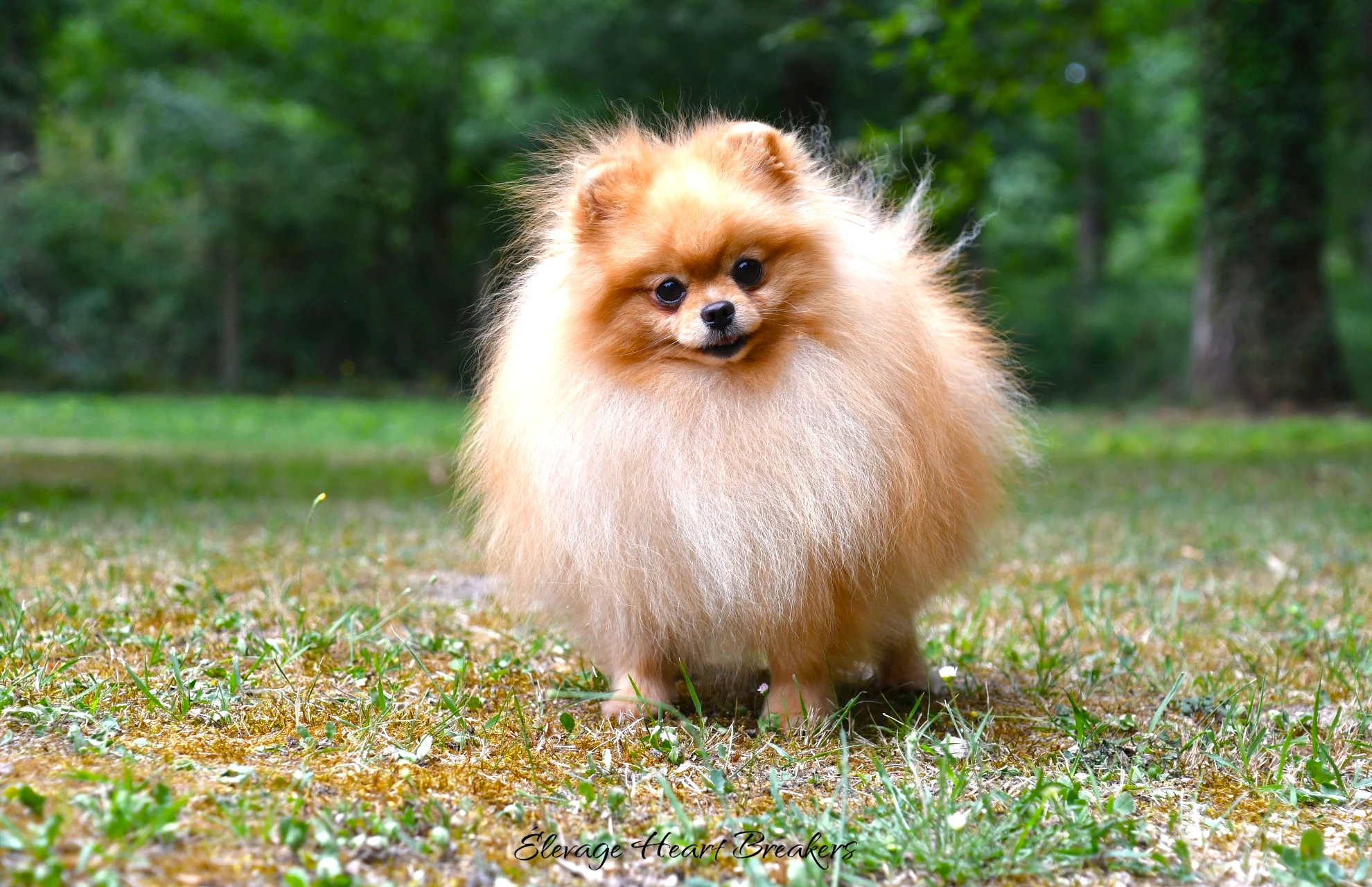Mâle Spitz Nain Poméranien de couleurs fauve orange au statique devant l'objectif photo en pleine fôret
