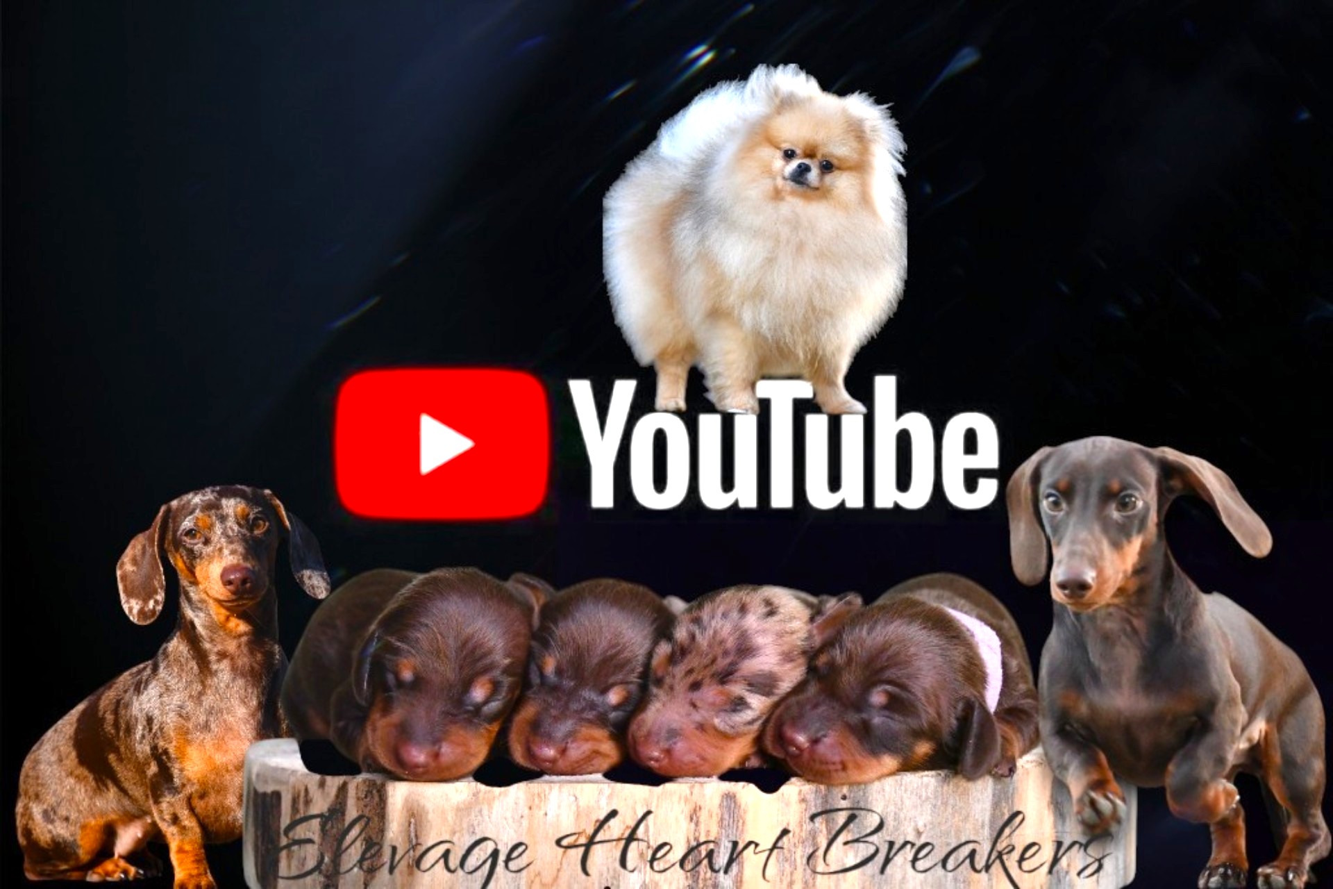 Élevage Heart Breakers sur YouTube — Teckels nains Kaninchen arlequin et Spitz Nain Poméranien — chaîne élevage canin