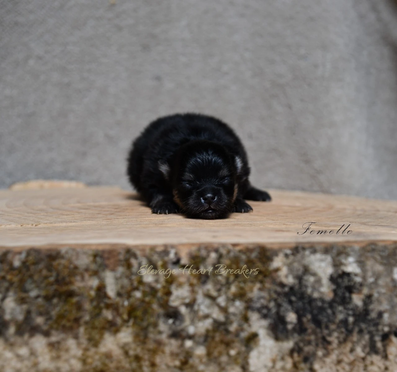 Angie chiot Loulou de Poméranie black and tan vue de face — LOF Centrale Canine élevage familial — Élevage Heart Breakers
