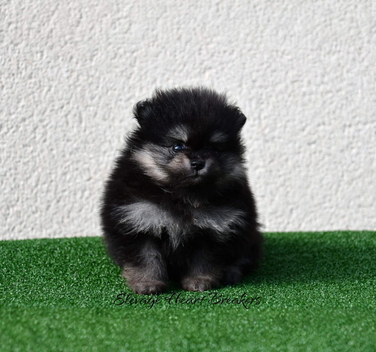 Angie chiot Spitz Nain Poméranien black and tan assise — élevage LOF qualité France — Élevage Heart Breakers