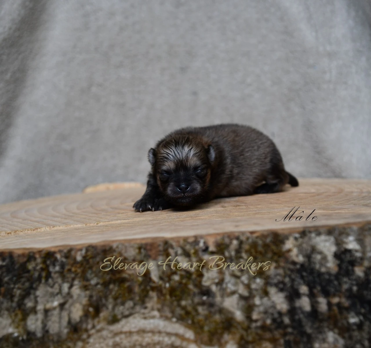 Aslan chiot Loulou de Poméranie sable tête relevée — LOF Centrale Canine — Élevage Heart Breakers