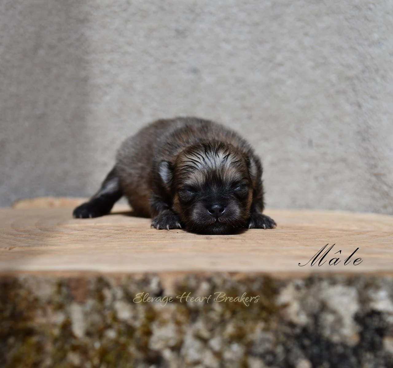 Aslan chiot Loulou de Poméranie sable — tête posée LOF Centrale Canine élevage familial — Élevage Heart Breakers