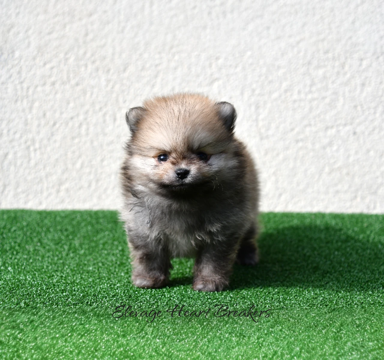 Aslan chiot Spitz Nain Poméranien orange crème statique profil — élevage LOF qualité — Élevage Heart Breakers