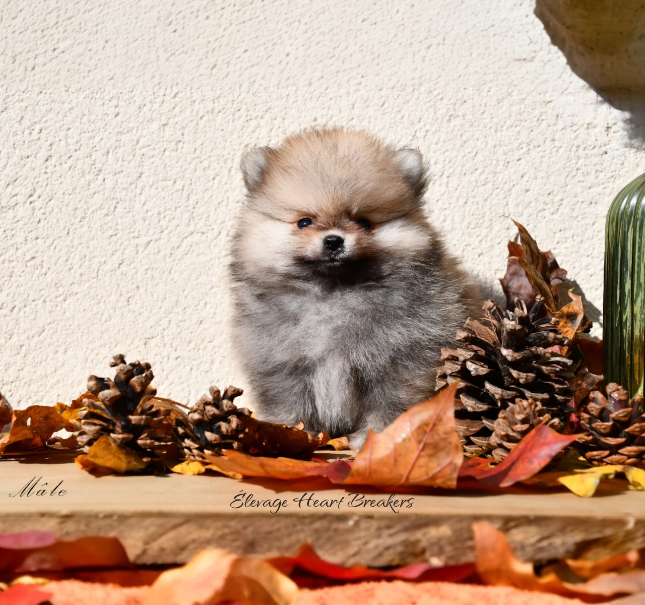 Aslan chiot Spitz Nain Poméranien mâle sable crème posant en extérieur — LOF Centrale Canine — Élevage Heart Breakers