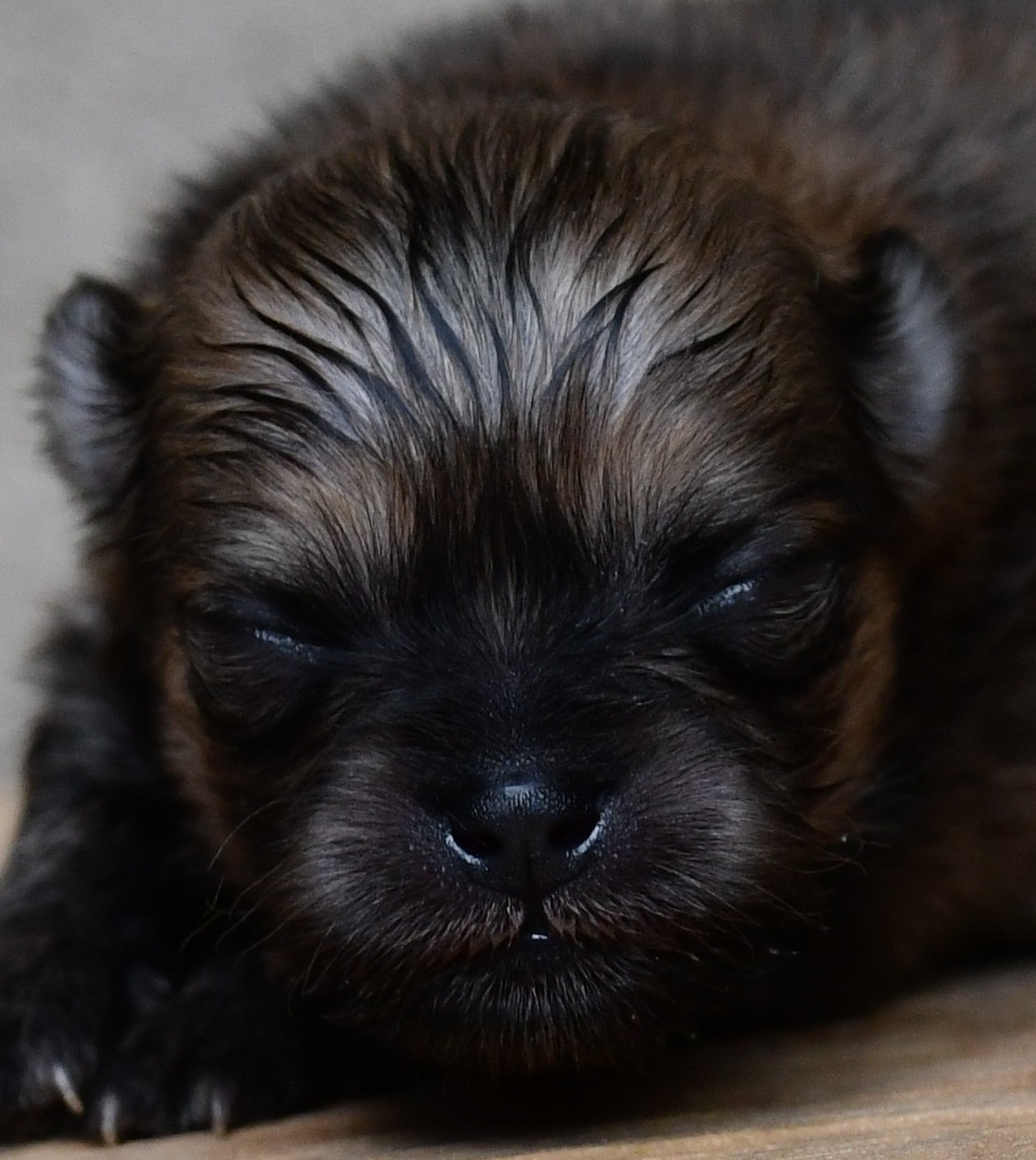 Photo de profil de Aslan