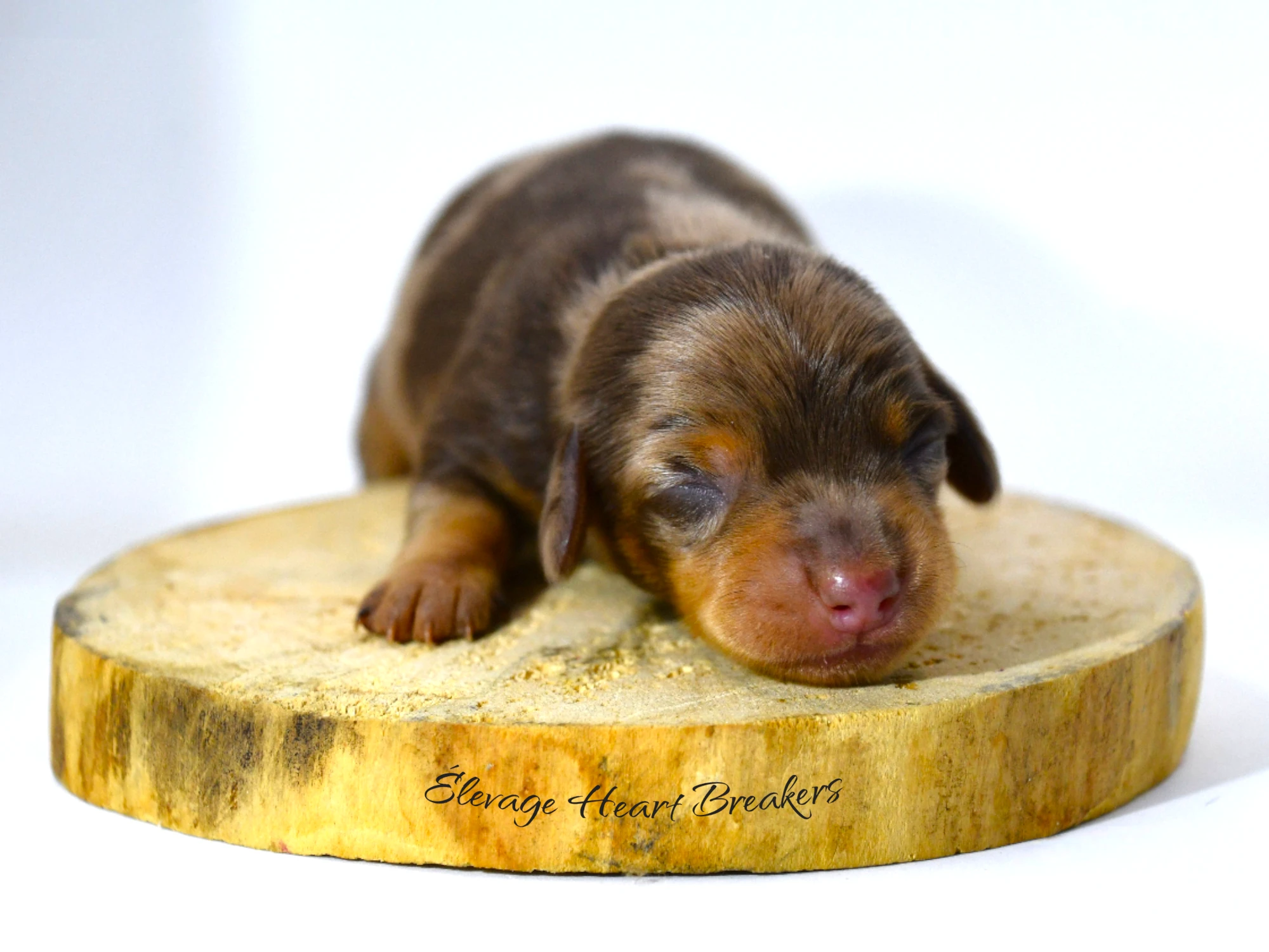 Akilia chiot Teckel Kaninchen arlequin chocolat — profil droit morphologie LOF — Élevage Heart Breakers