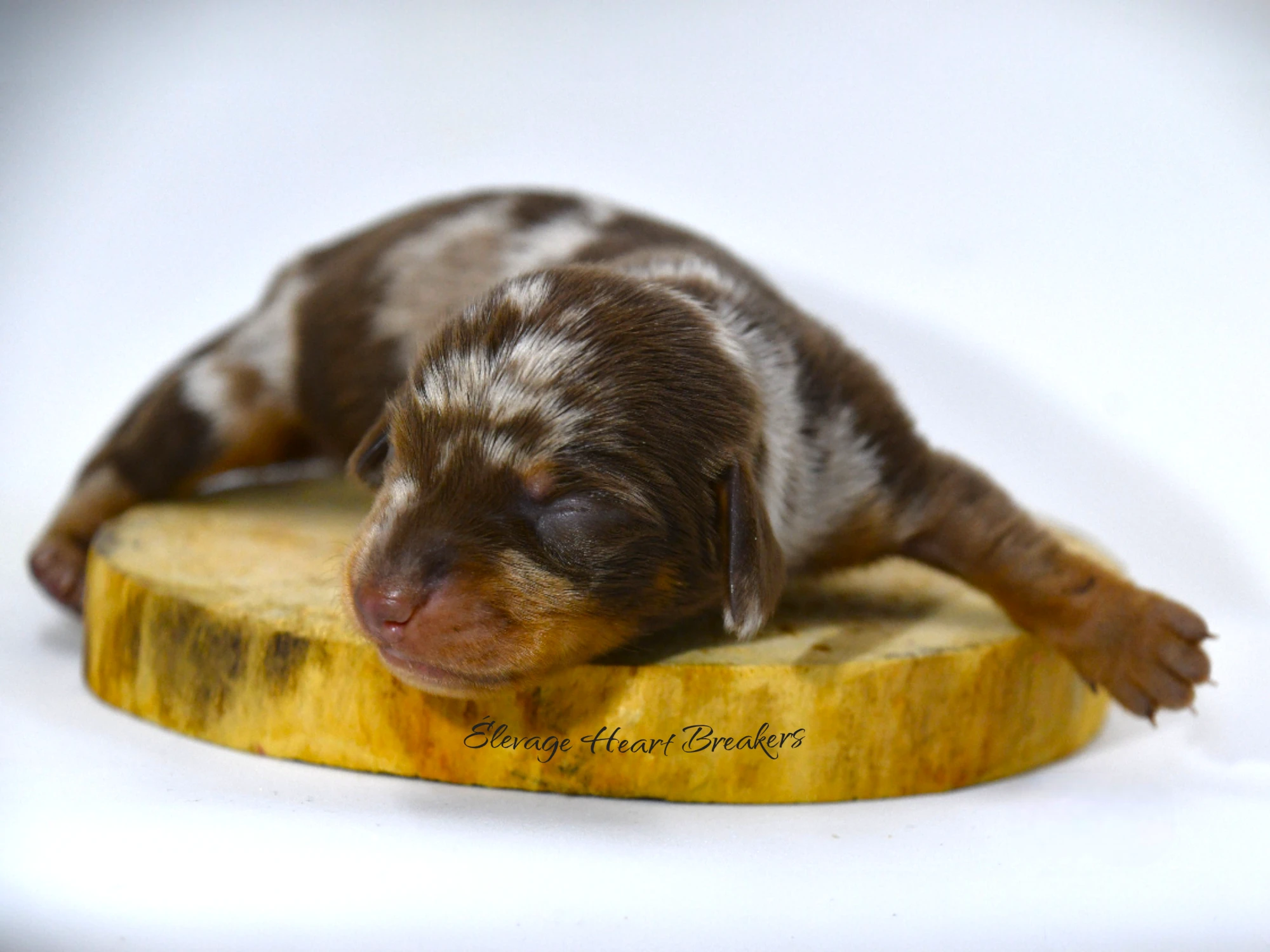 A'Loki chiot Teckel Nain arlequin chocolat — profil gauche LOF élevage responsable — Élevage Heart Breakers