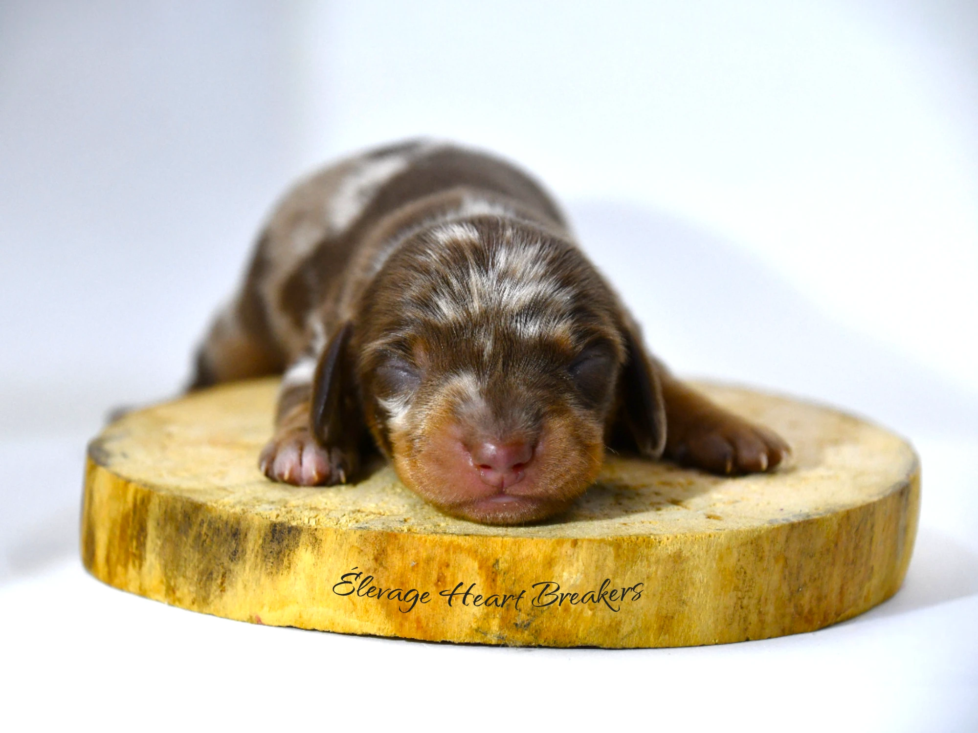 A'Loki chiot Teckel Nain arlequin chocolat — profil droit morphologie LOF Centrale Canine — Élevage Heart Breakers