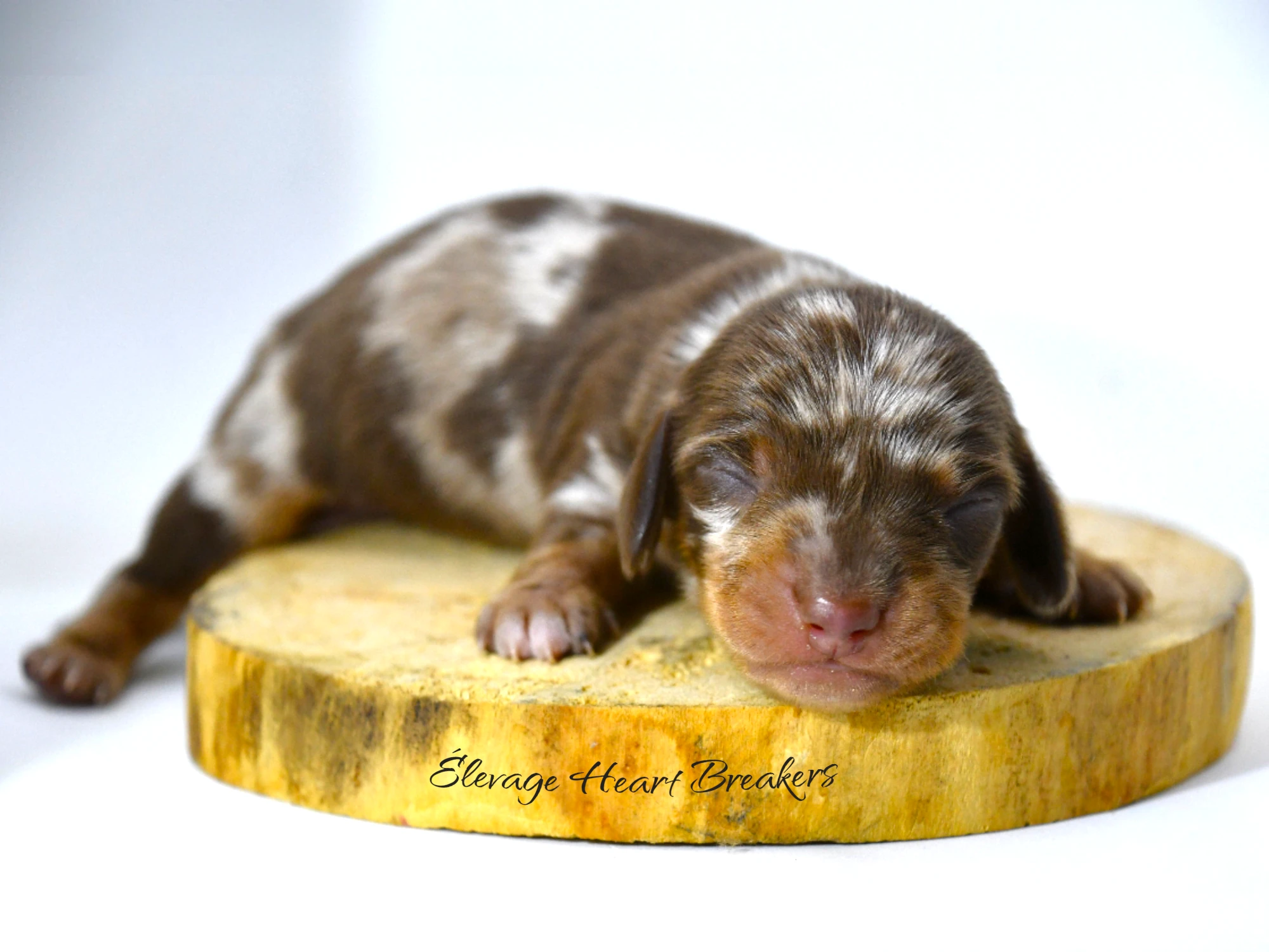 A'Loki chiot Teckel Nain mâle arlequin chocolat — trois quarts LOF tests génétiques Antagène — Élevage Heart Breakers