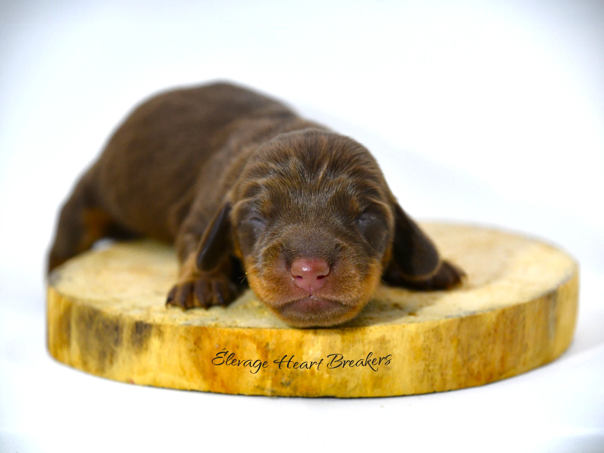 Ariel chiot Teckel Nain chocolat et feu — vue de face morphologie LOF Dachshund — Élevage Heart Breakers