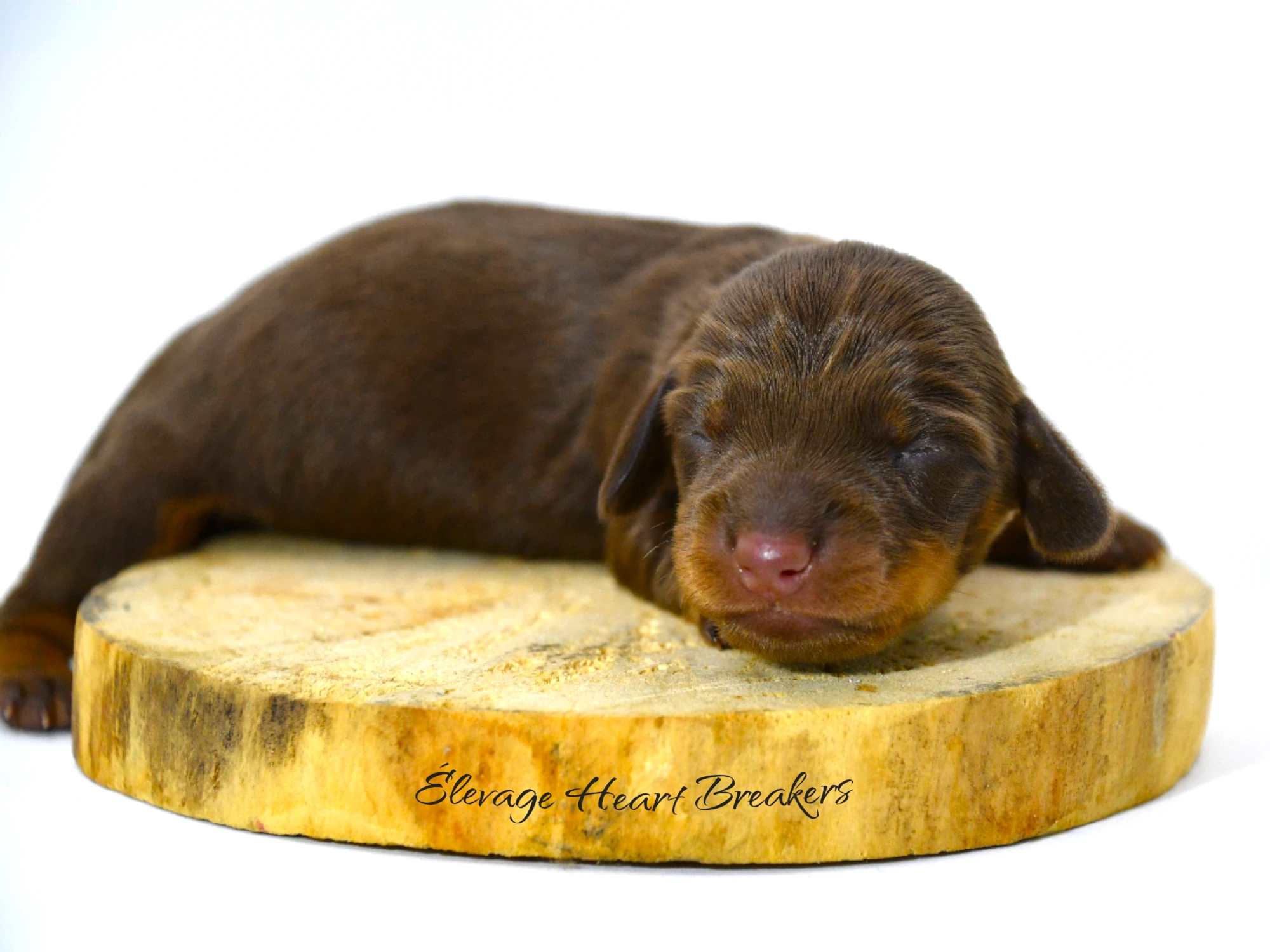 Ariel chiot Teckel Nain chocolat et feu — profil gauche morphologie LOF — Élevage Heart Breakers
