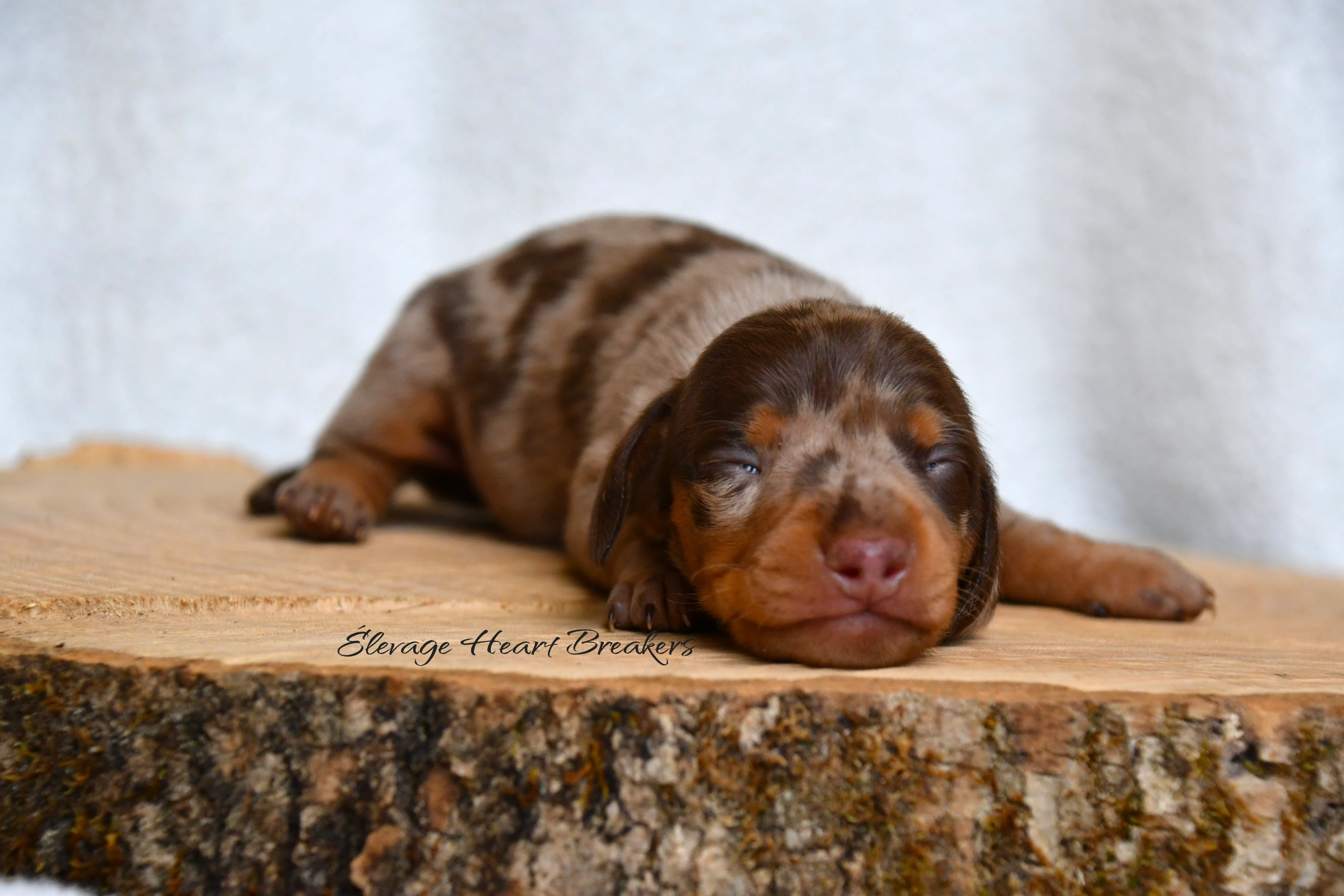 Chiot Mâle Teckel au Lof allongé sur un rondin de bois en vue de face crée par Heart Breakers