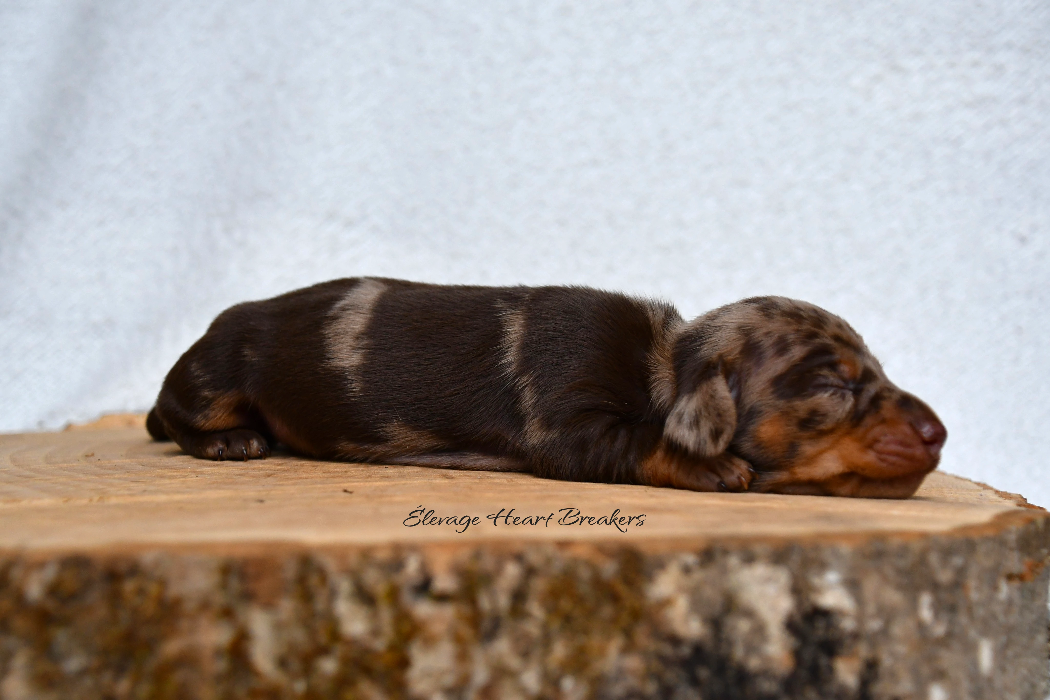 Chiot Femelle Teckel au Lof allongée sur un rondin de bois orientée complétement vers la droite crée par Heart Breakers