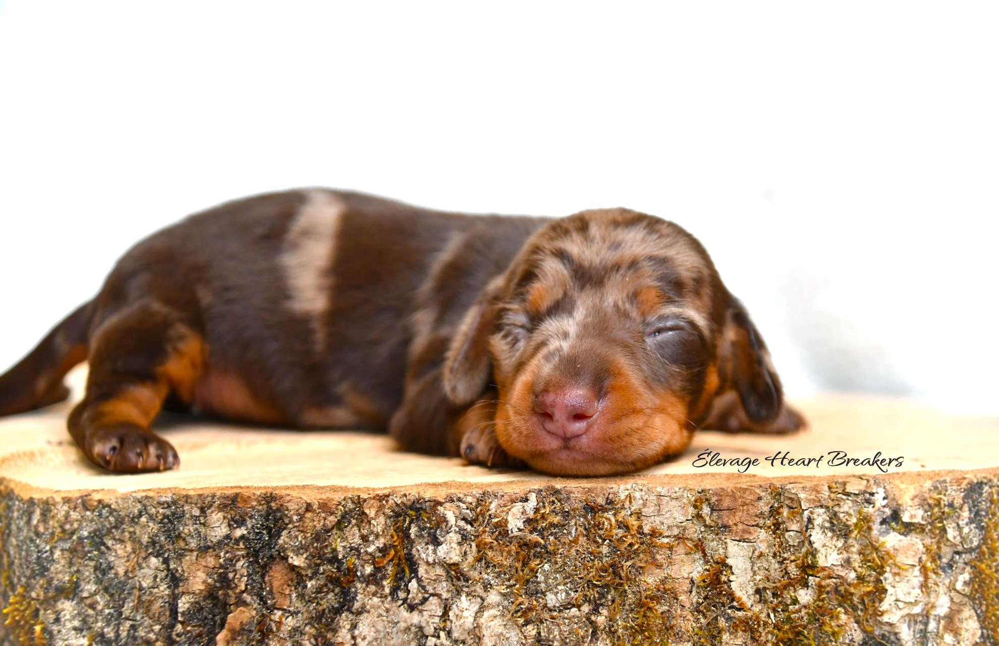 Chiot Femelle Teckel au Lof allongée sur un rondin de bois orientée vers la droite crée par Heart Breakers