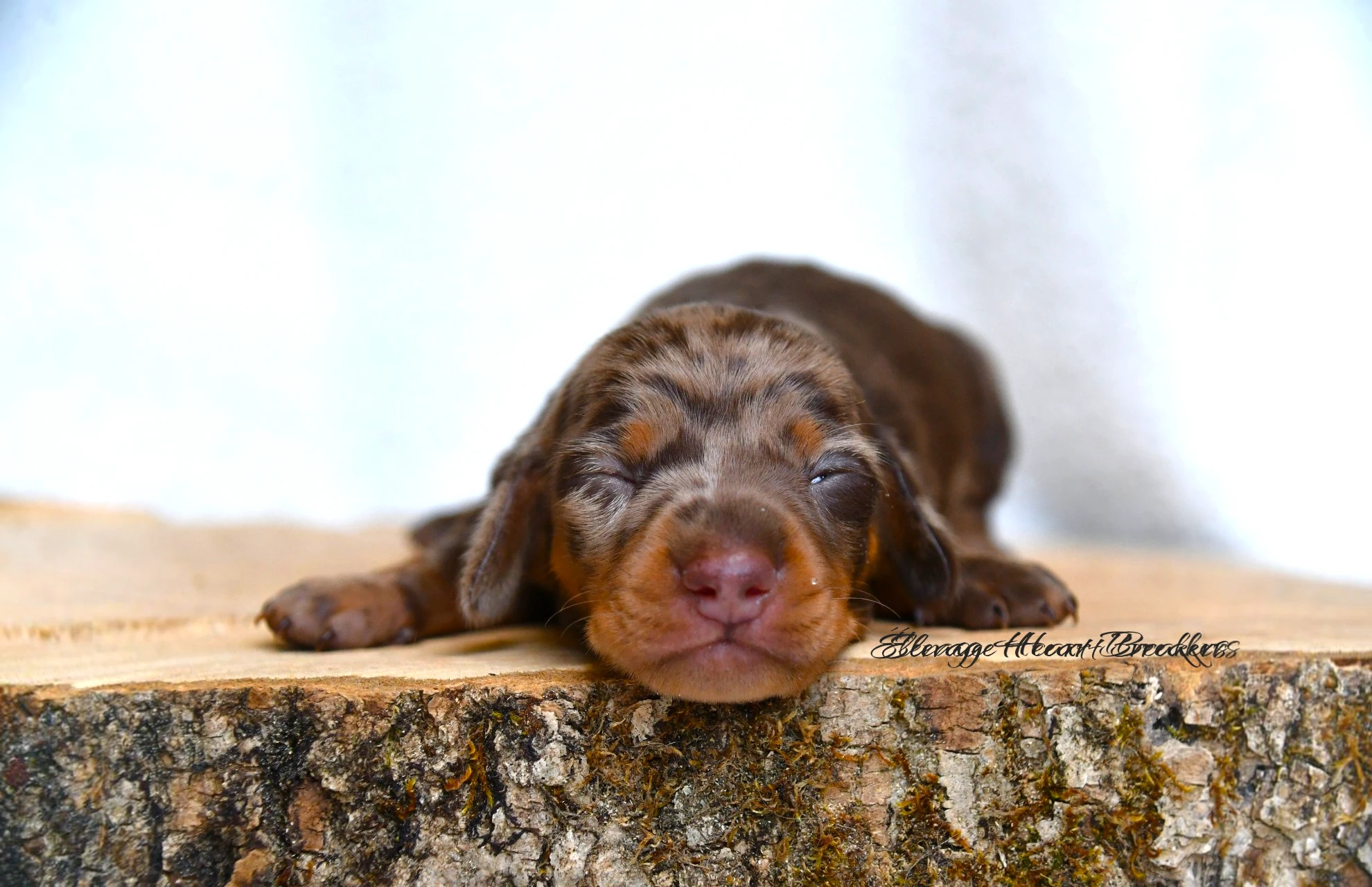 Chiot Femelle Teckel au Lof allongée sur un rondin de bois en vue de face crée par Heart Breakers