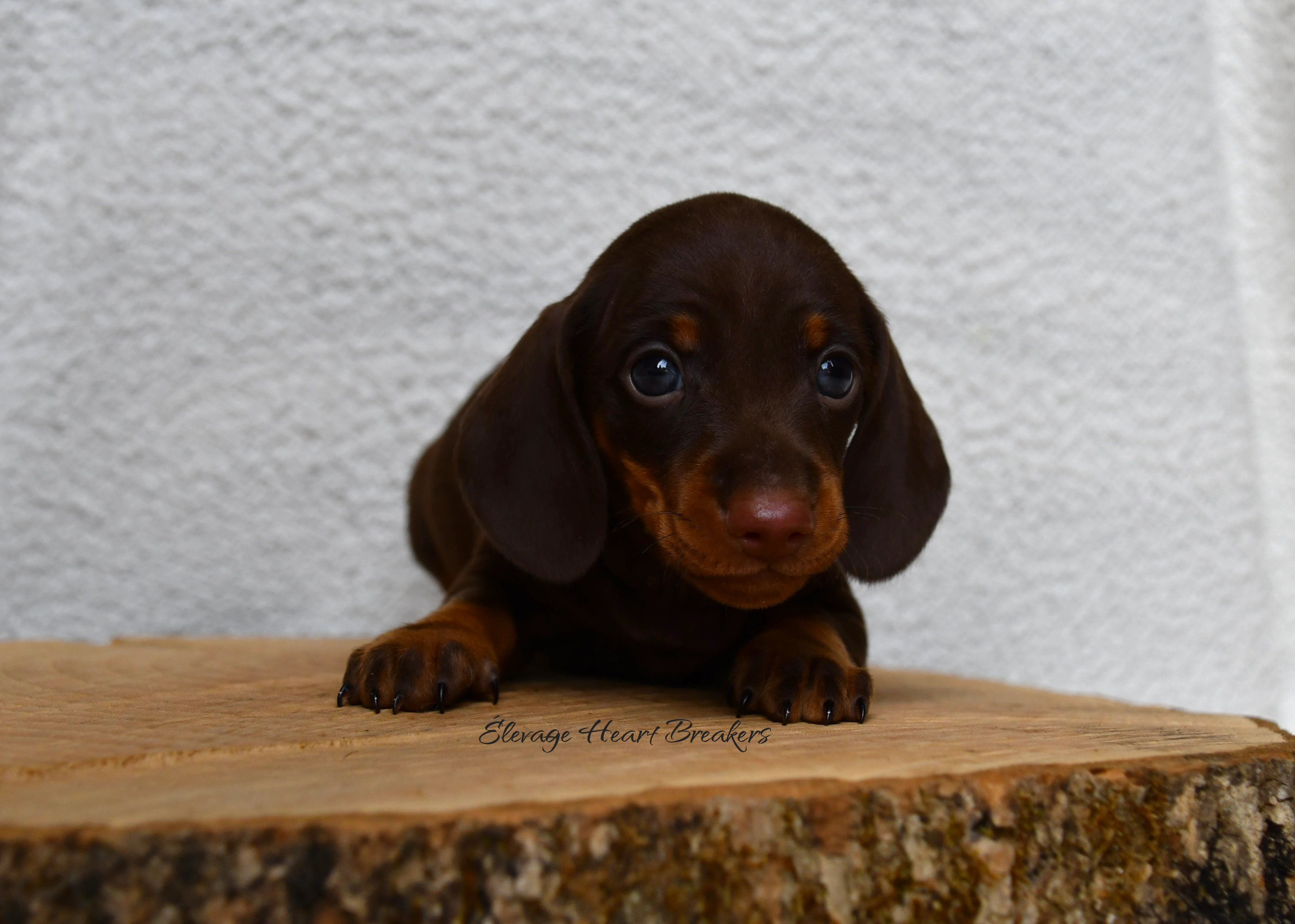 Chiot Mâle Teckel au Lof allongé sur un rondin de bois en vue de face crée par Heart Breakers