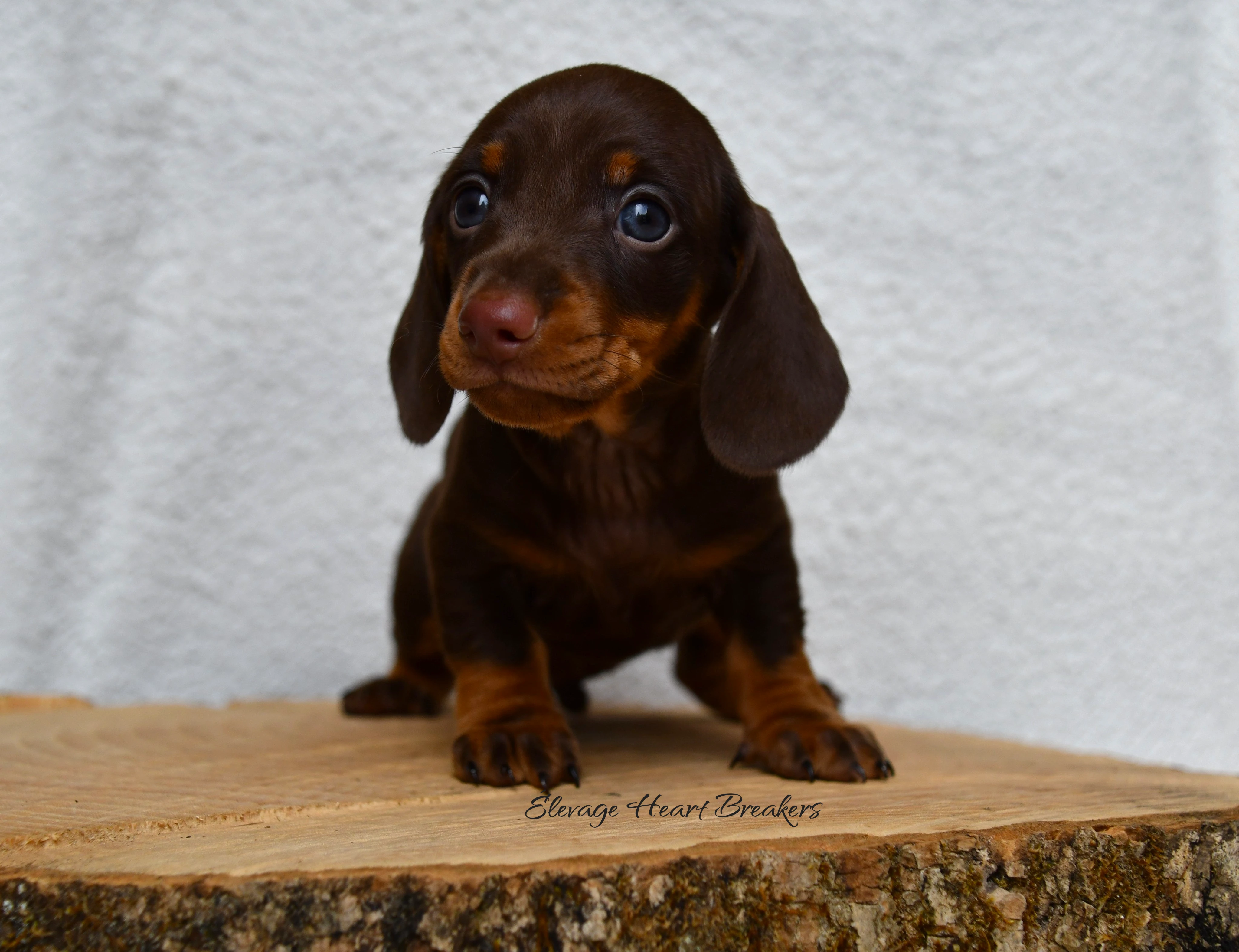 Chiot Mâle Teckel au Lof assis sur un rondin de bois orienté vers la gauche crée par Heart Breakers