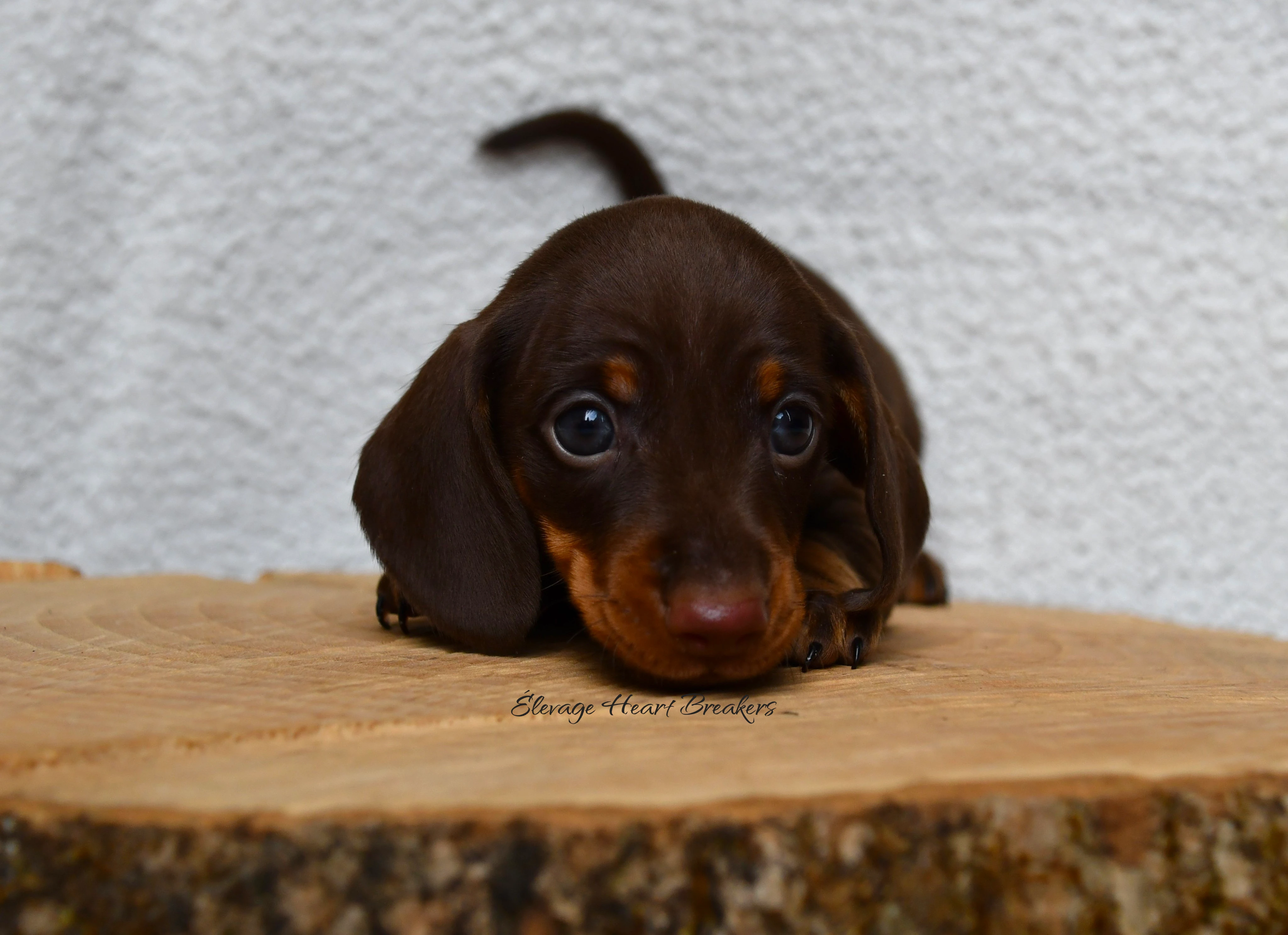 Chiot Mâle Teckel au Lof allongé sur un rondin de bois orientée vers la droite crée par Heart Breakers