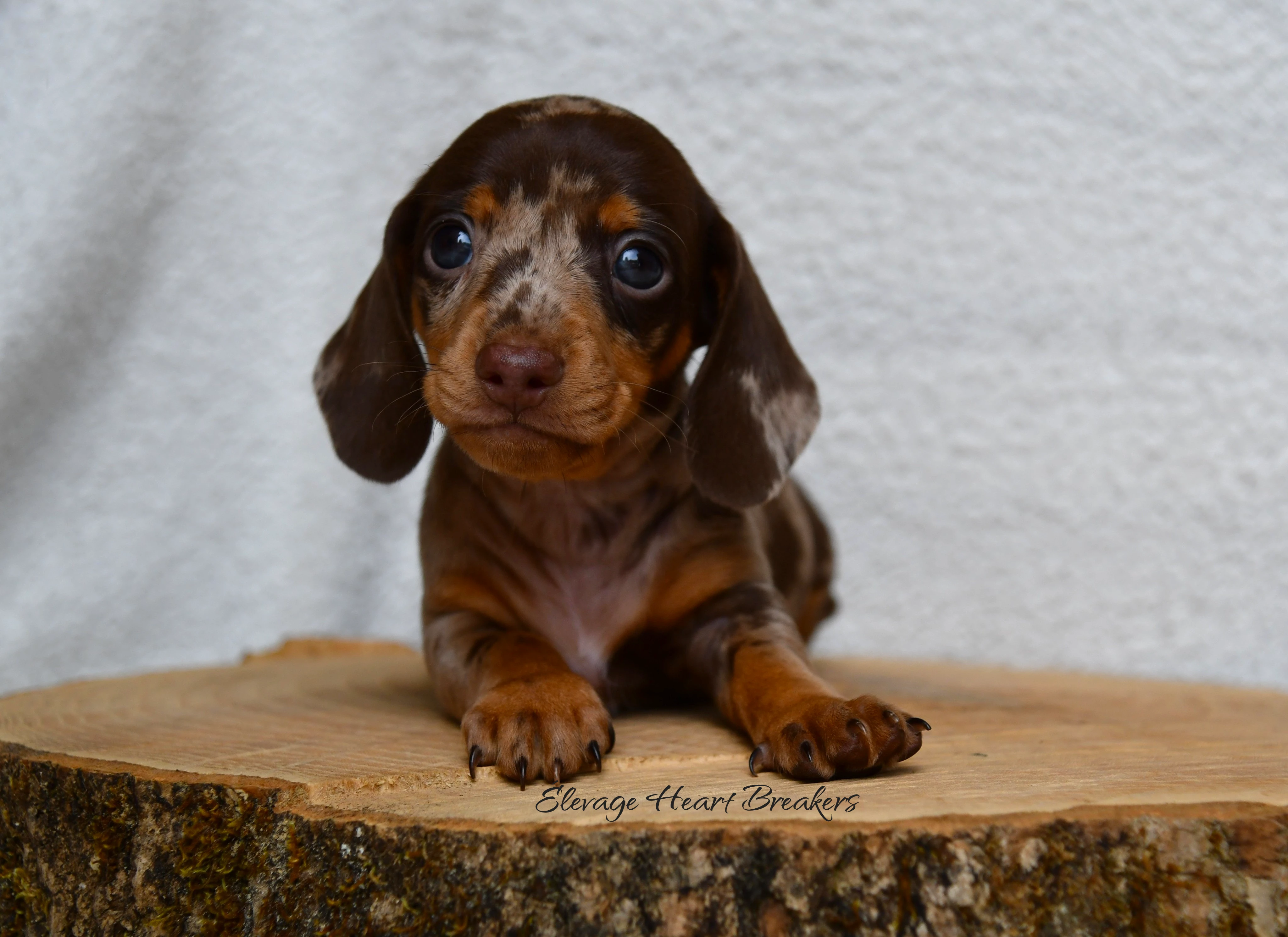Chiot Mâle Teckel au Lof allongé sur un rondin de bois en vue de face crée par Heart Breakers