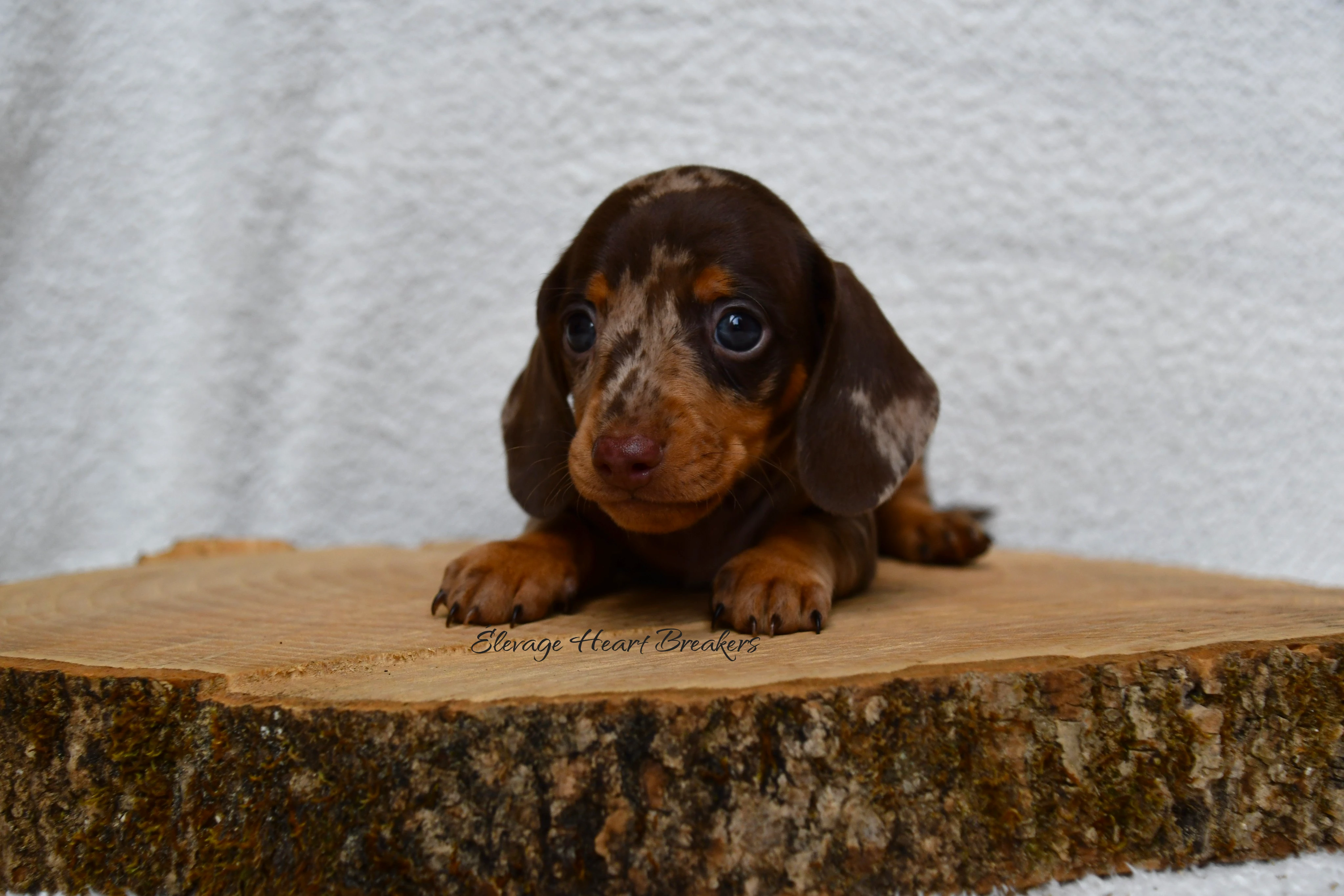 Chiot Mâle Teckel au Lof allongé sur un rondin de bois orienté vers la gauche crée par Heart Breakers