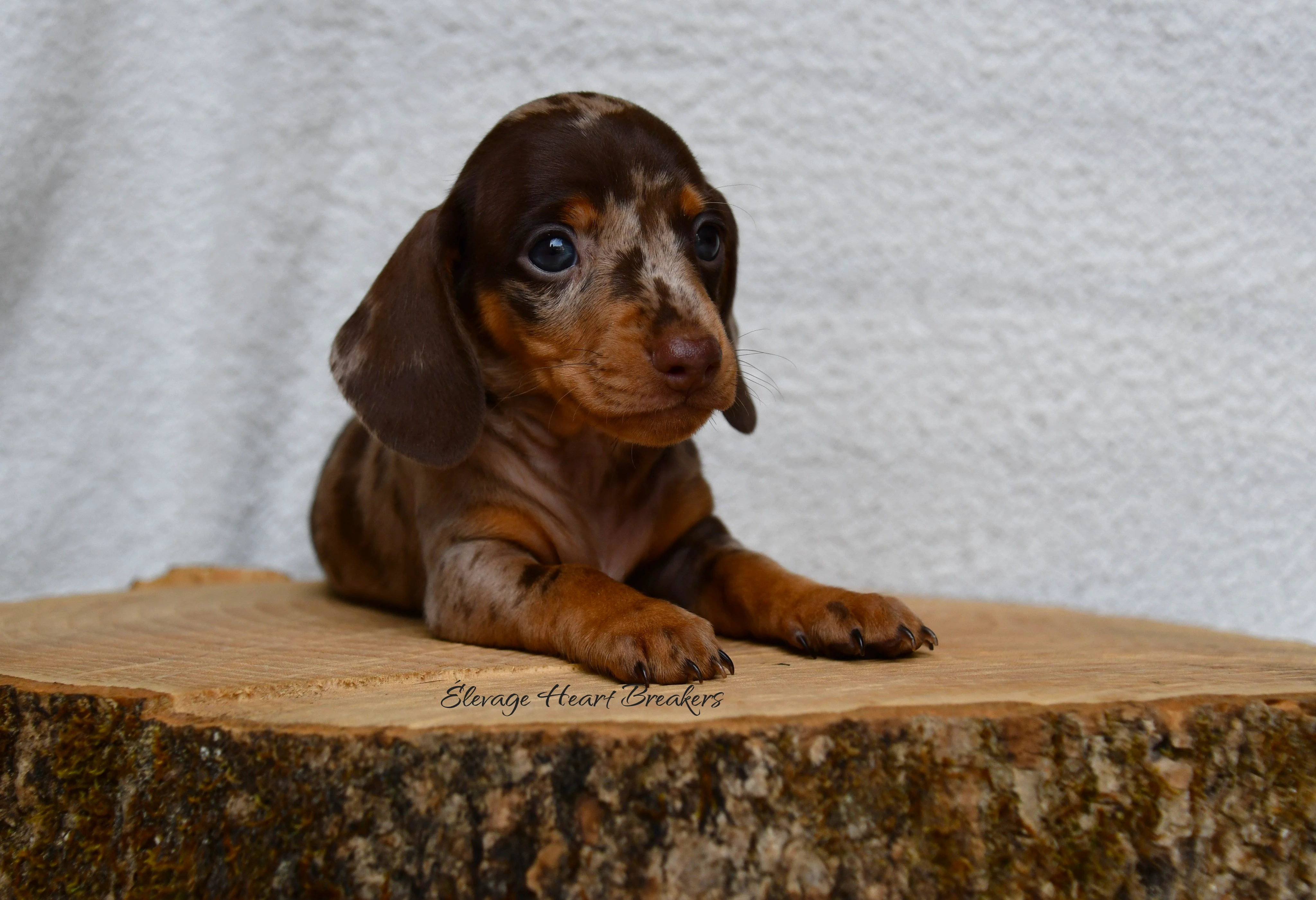 Chiot Mâle Teckel au Lof allongé sur un rondin de bois orientée vers la droite crée par Heart Breakers