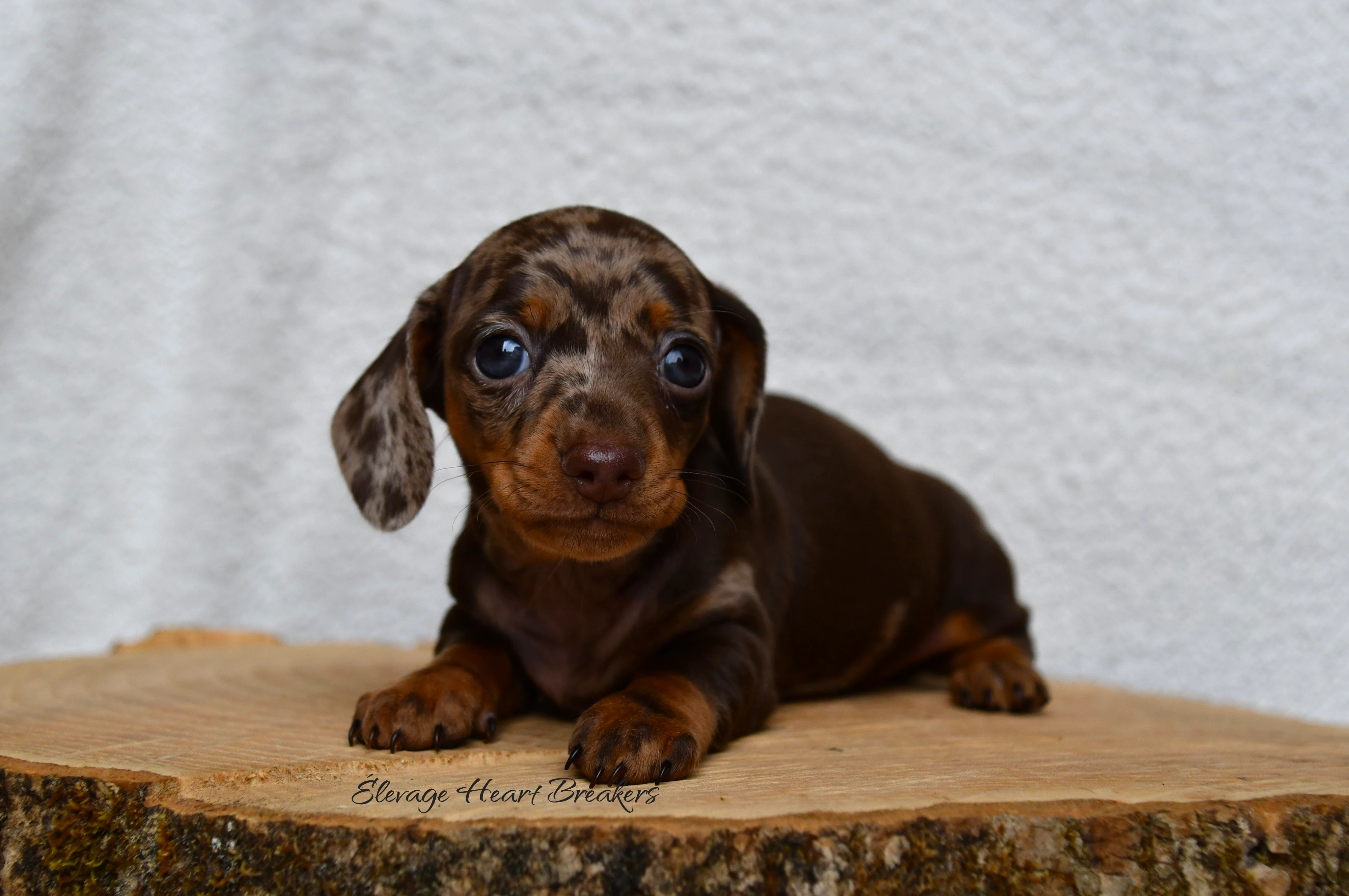 Chiot Femelle Teckel au Lof allongée sur un rondin de bois en vue de face crée par Heart Breakers