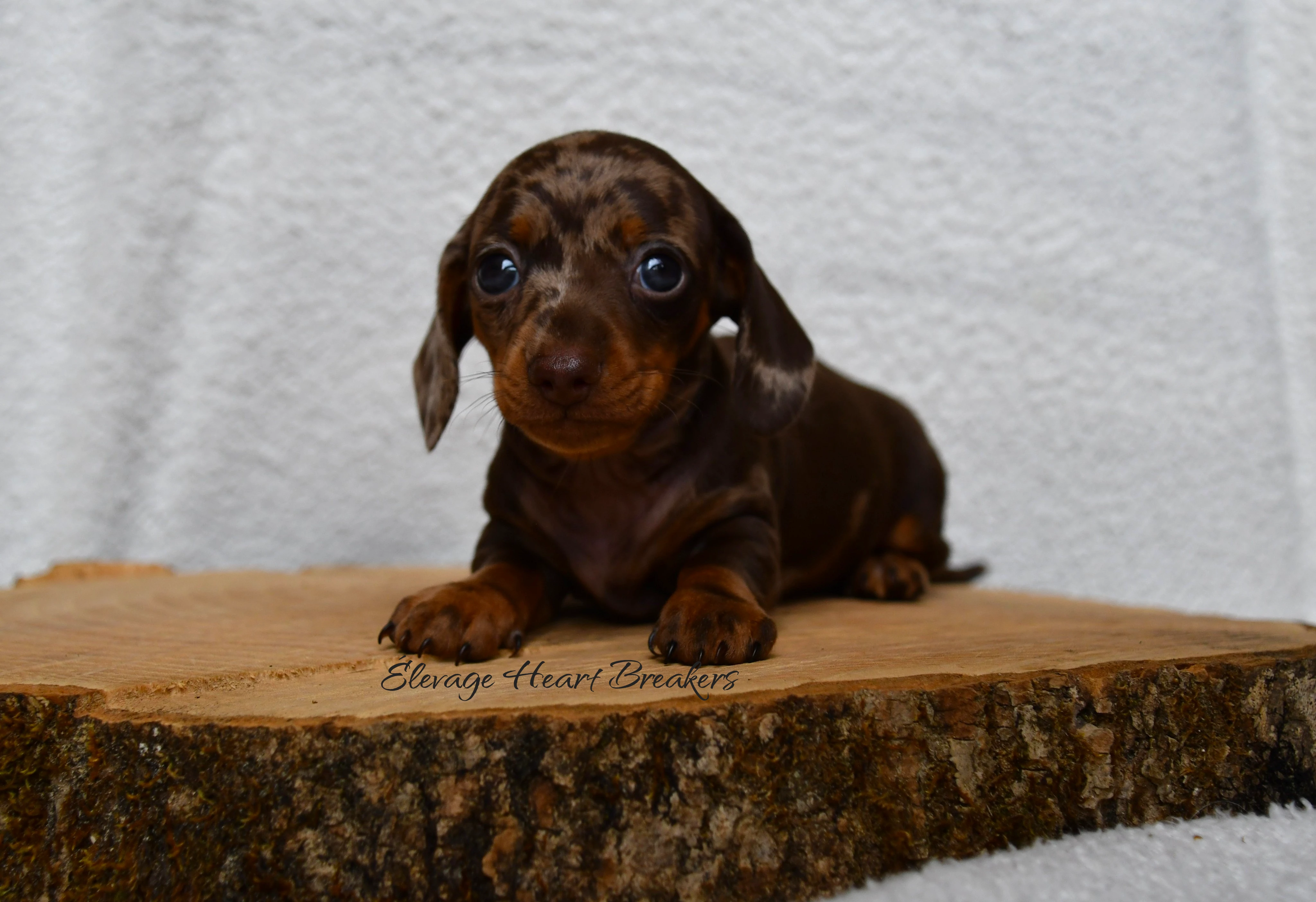 Chiot Femelle Teckel au Lof allongée sur un rondin de bois orientée complétement vers la gauche crée par Heart Breakers