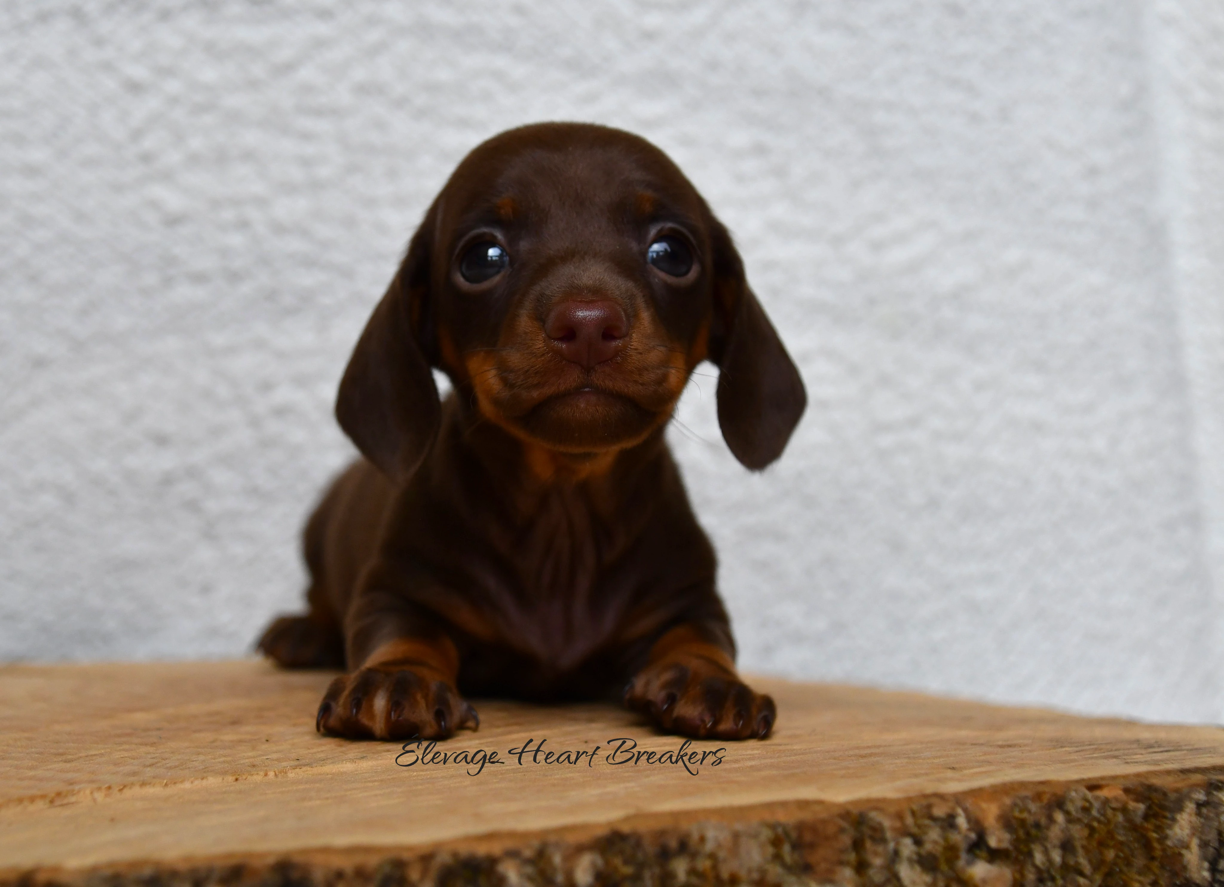 Chiot Femelle Teckel au Lof allongée sur un rondin de bois en vue de face crée par Heart Breakers