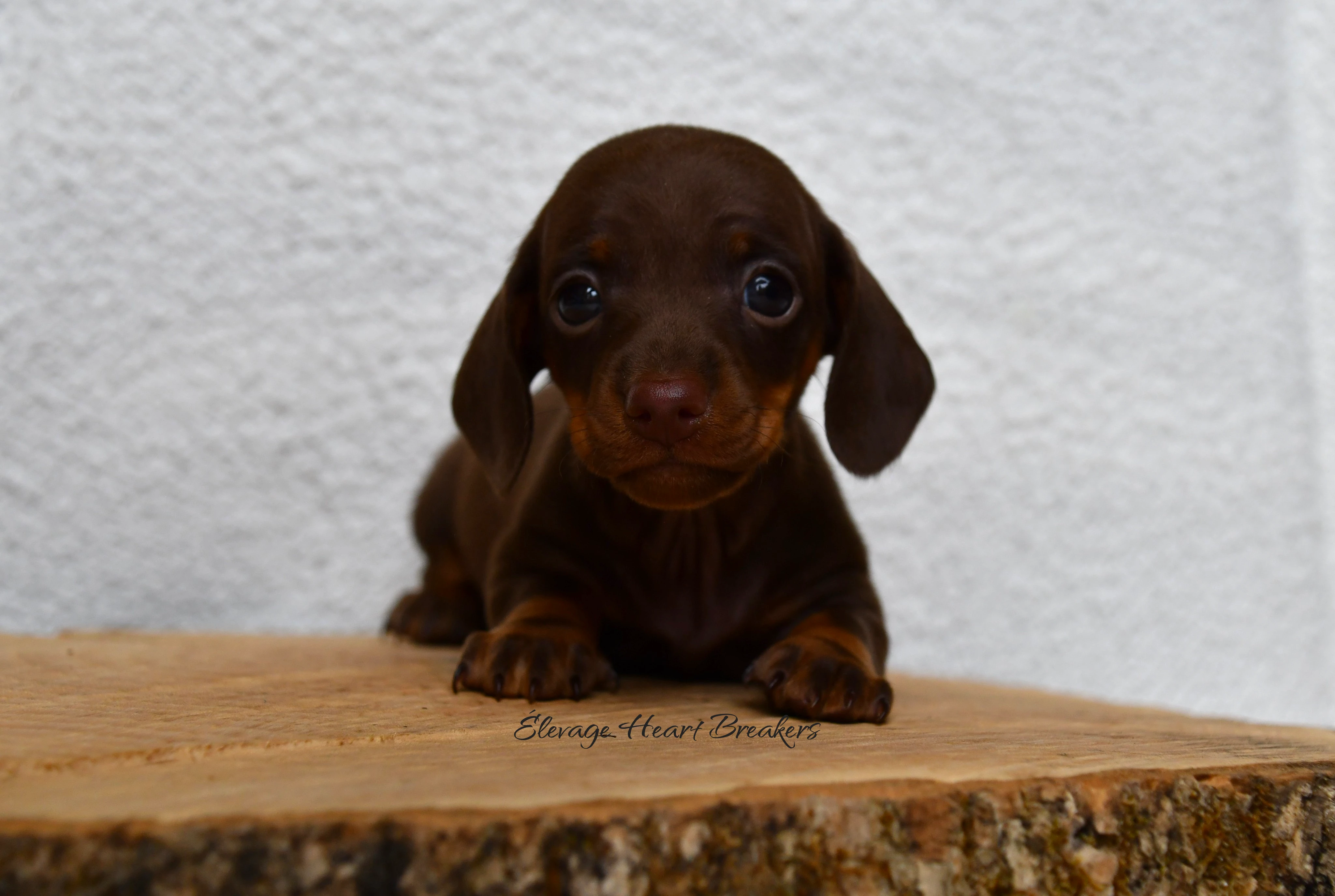 Chiot Femelle Teckel au Lof allongée sur un rondin de bois en vue de profil de face crée par Heart Breakers