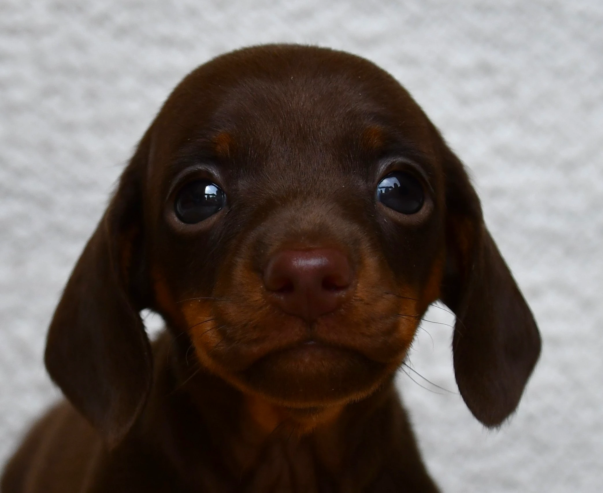 Photo de profil de Chiot 4