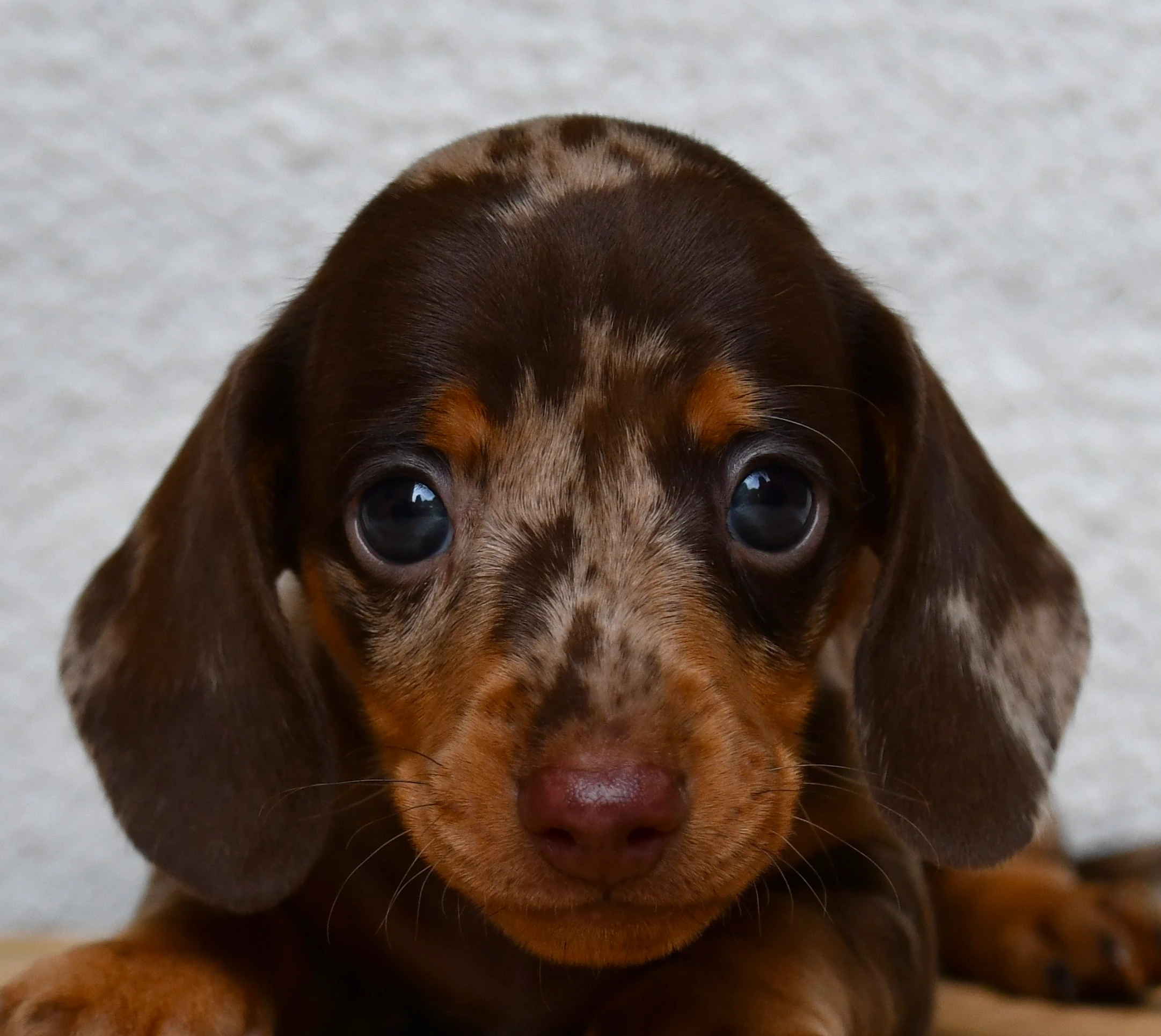 Photo de profil de Chiot 1
