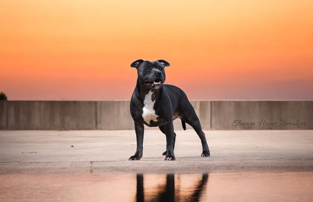 Femelle Staffie (Staffordshire Bull Terrier) de couleurs Bleu Pan Blanc qui pose debout en extérieur avec un joli coucher de soleil