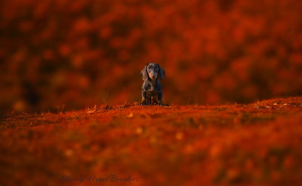 Chiot Mâle Teckel Nain de couleurs Marron Et Feu qui a pris la pose avec un petit fond de coucher de soleil