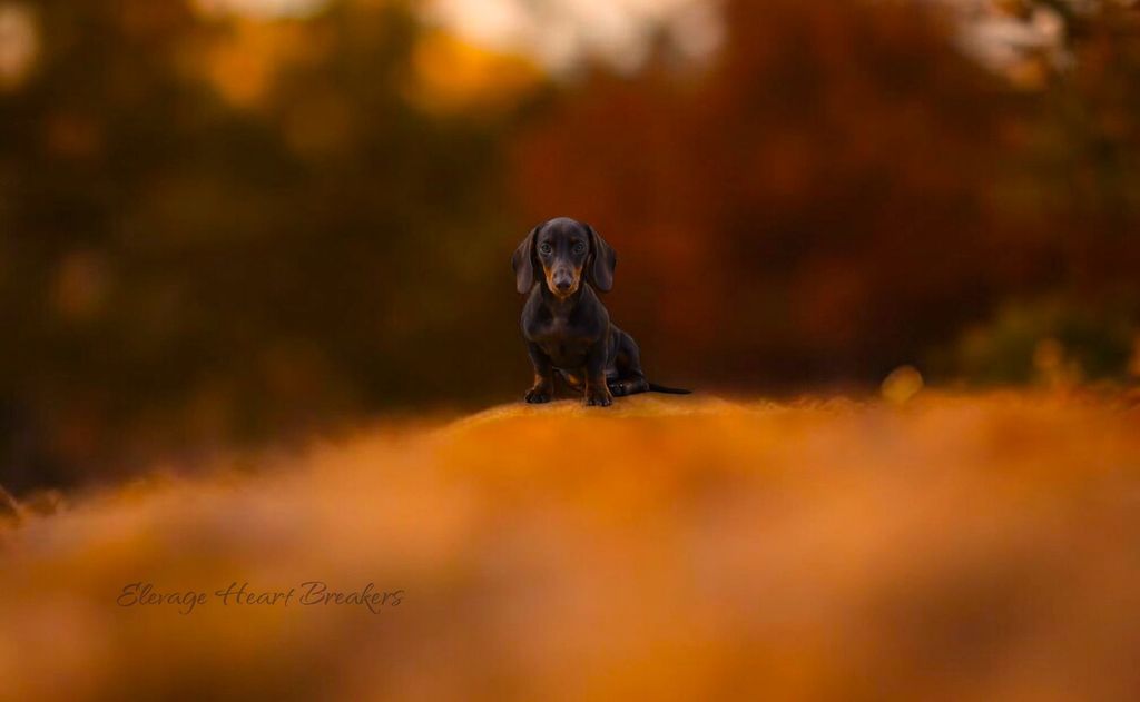 Photo de Chiot Mâle Teckel Nain de couleurs Marron Et Feu qui a pris la pose avec un petit fond de coucher de soleil