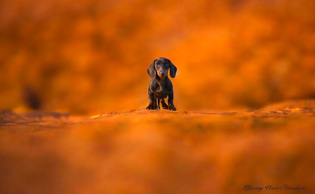 Photo de Chiot Mâle Teckel Nain de couleurs Marron Et Feu qui a pris la pose avec un petit fond de coucher de soleil