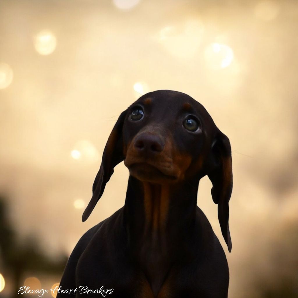 Photo de profil de Mister Mogrif