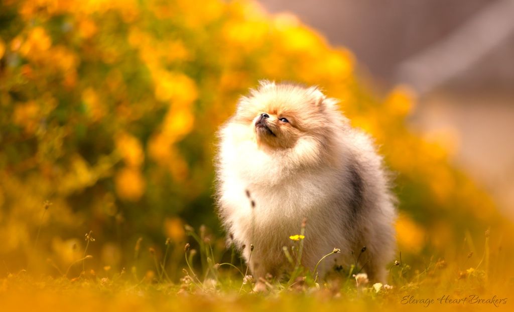 Femelle Spitz Nain Pomeranian de couleurs crème et sable qui prend la pose juste après l'exposition sur ring à Maltot 2024