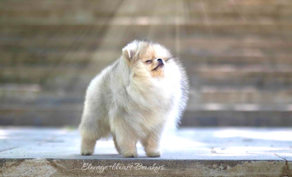 Photo de Femelle Spitz Nain Pomeranian de couleurs crème et sable qui prend la pose juste après l'exposition sur ring à Maltot 2024