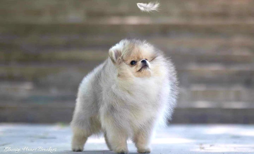 Photo de Femelle Spitz Nain Pomeranian de couleurs crème et sable qui prend la pose juste après l'exposition sur ring à Maltot 2024