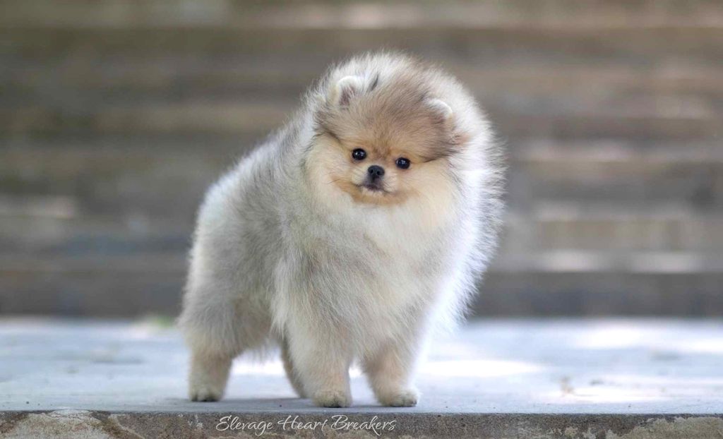 Photo de Femelle Spitz Nain Pomeranian de couleurs crème et sable qui prend la pose juste après l'exposition sur ring à Maltot 2024
