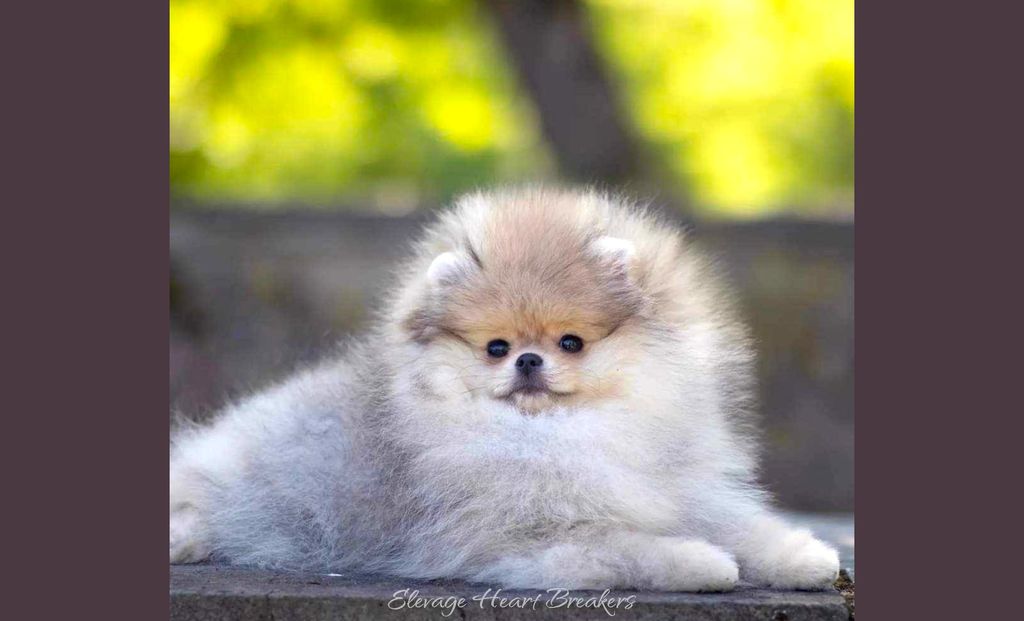 Photo de Femelle Spitz Nain Pomeranian de couleurs crème et sable qui prend la pose juste après l'exposition sur ring à Maltot 2024