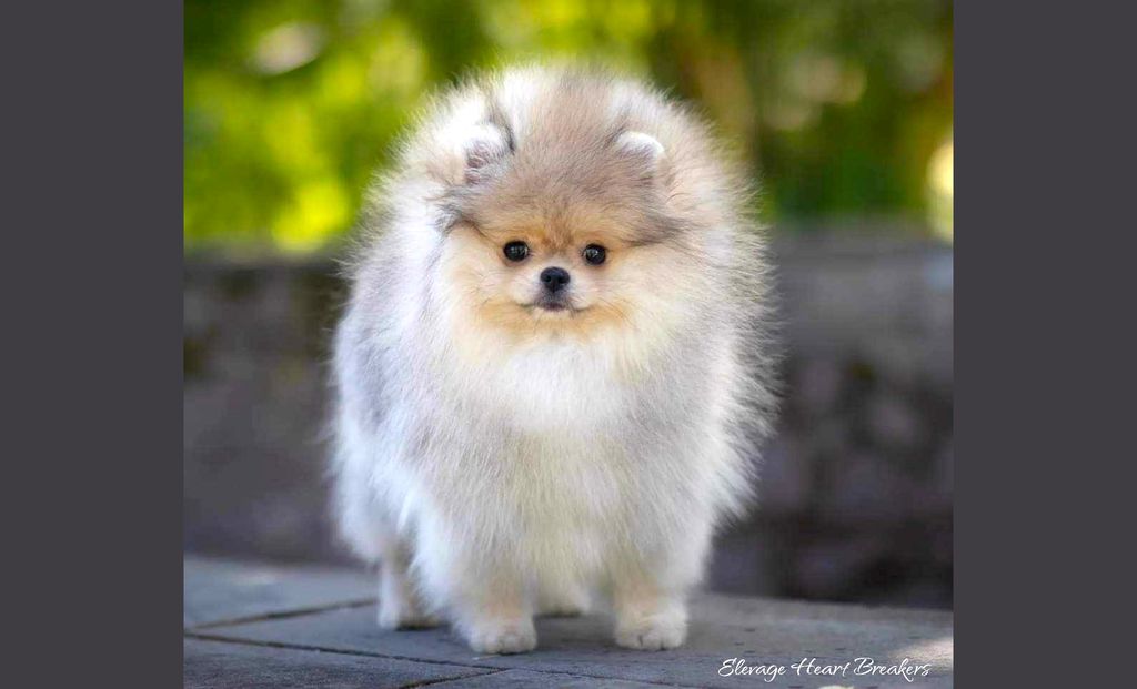 Photo de Femelle Spitz Nain Pomeranian de couleurs crème et sable qui prend la pose juste après l'exposition sur ring à Maltot 2024