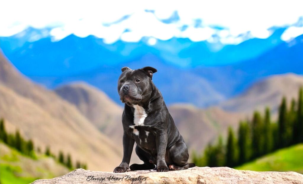 Chien Mâle Staffie (Staffordshire Bull Terrier) de couleurs Bleu Pan Blanc assies sur un rocher en pleine montagne avec le ciel dégagé