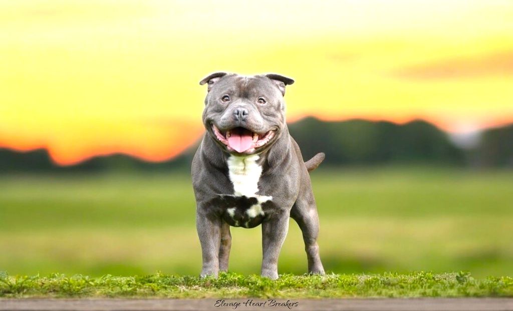 Photo de Chien Mâle Staffie (Staffordshire Bull Terrier) de couleurs Bleu Pan Blanc assies sur un rocher en pleine montagne avec le ciel dégagé