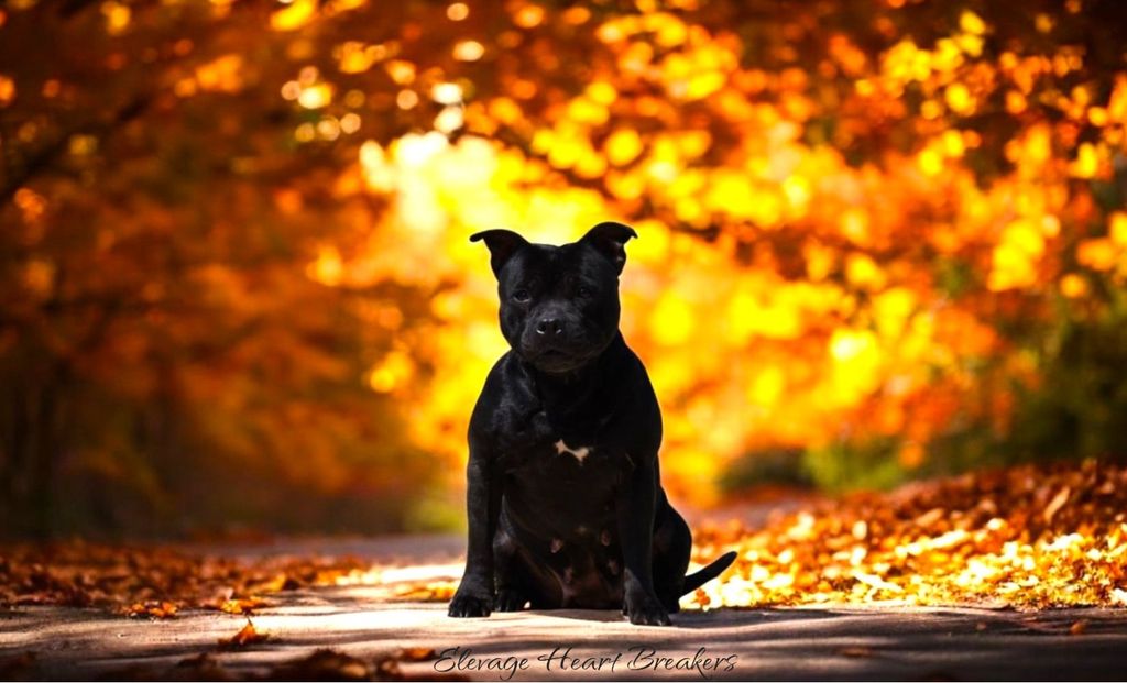 Femelle Staffie (Staffordshire Bull Terrier) de couleur Noire qui est assise dans un petit chemin aux couleurs automnales